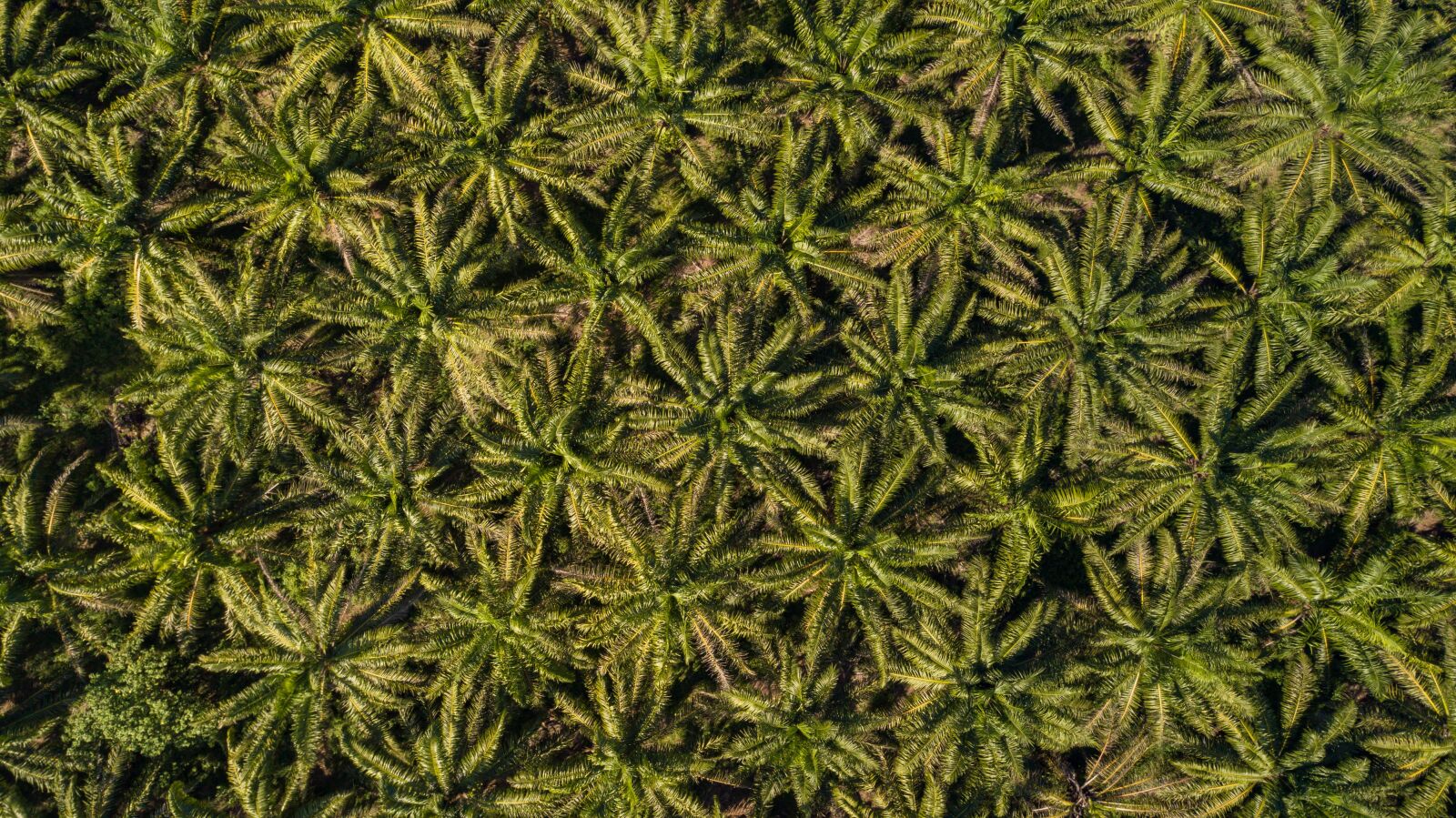 DJI FC220 sample photo. African palm, cultivation, palm photography