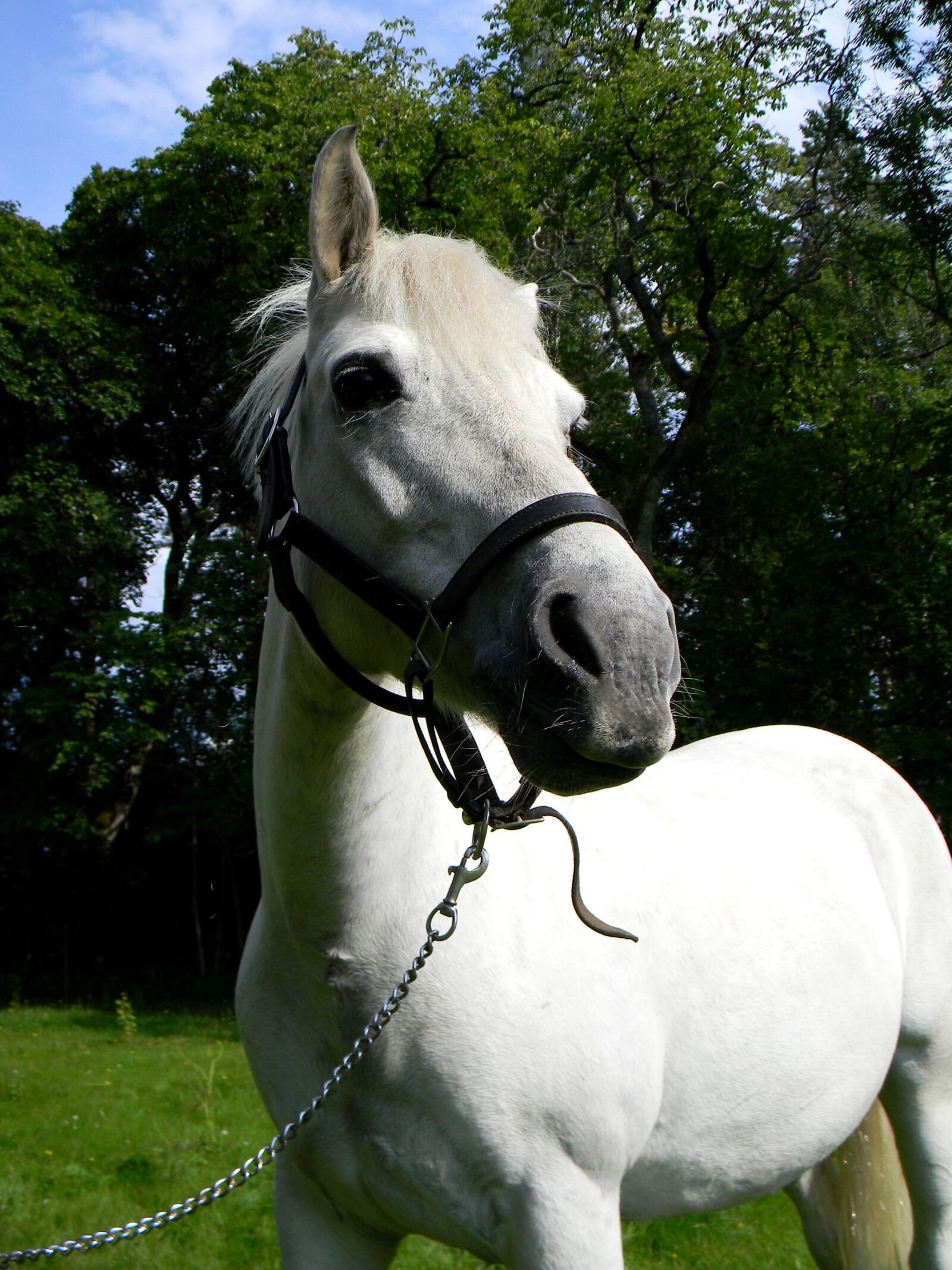 Nikon Coolpix L110 sample photo. Horse, pony, portrait photography