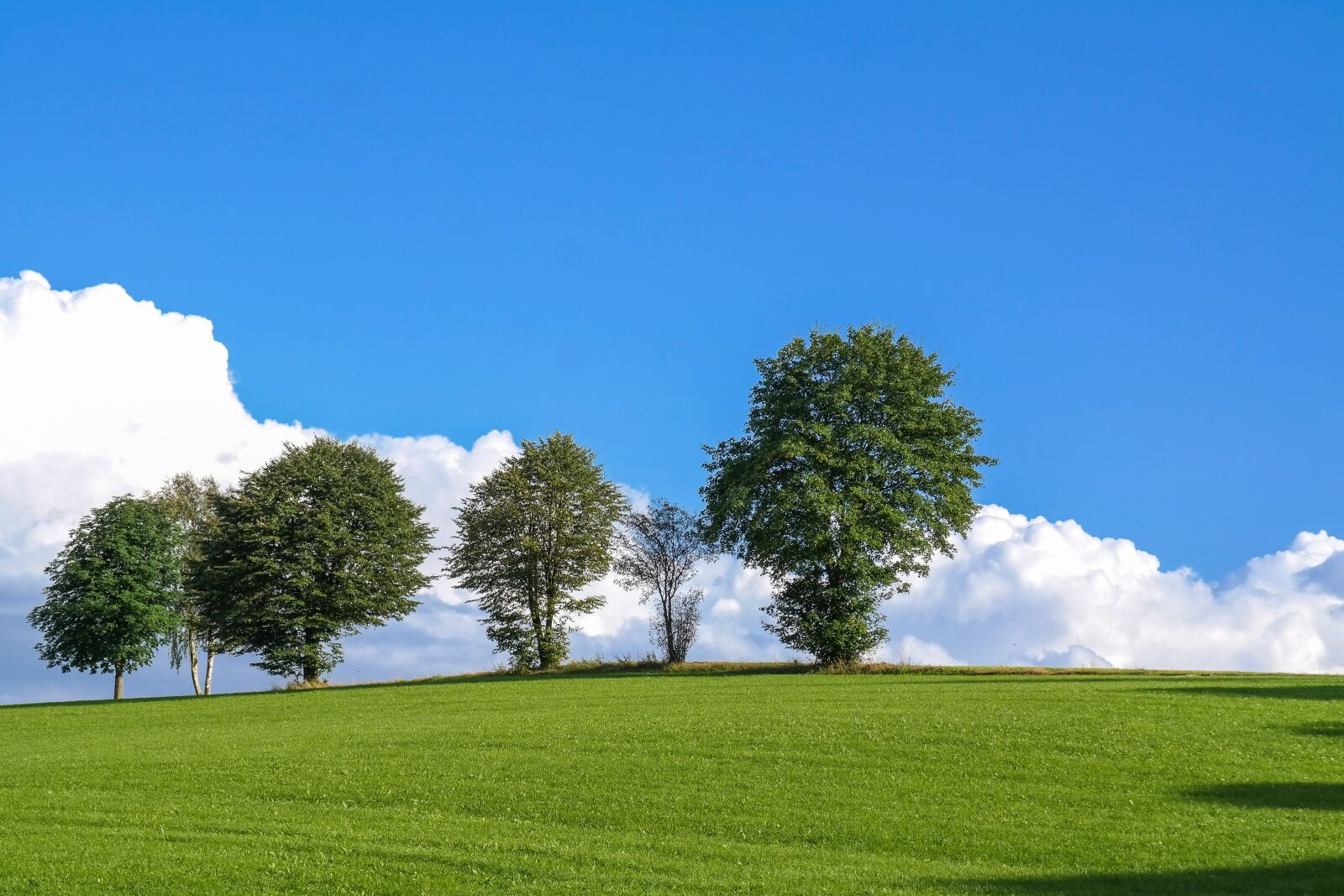 Samsung NX300 sample photo. Trees, clouds, meadow photography