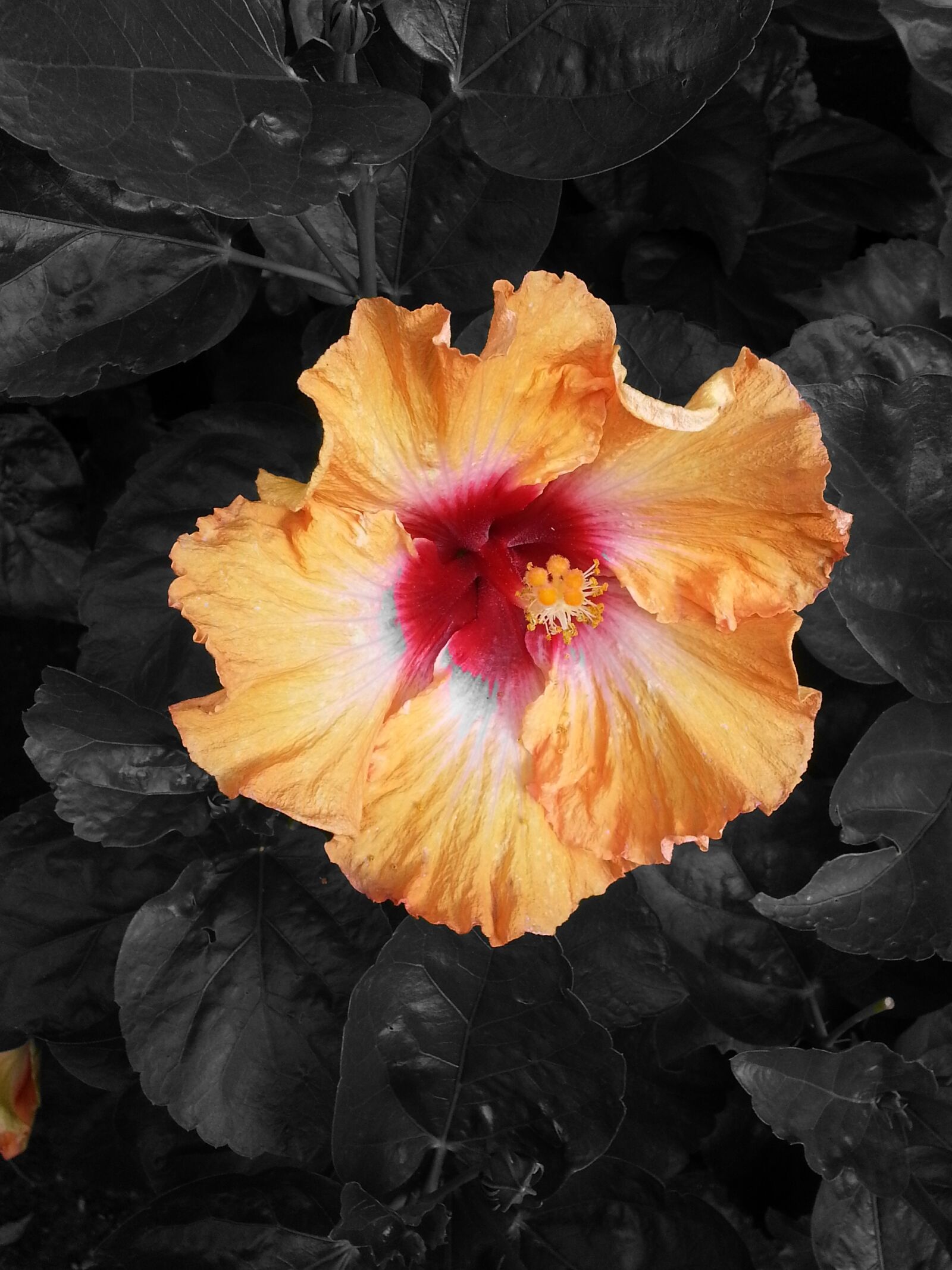 Samsung Galaxy S3 sample photo. Hibiscus, flower, red photography