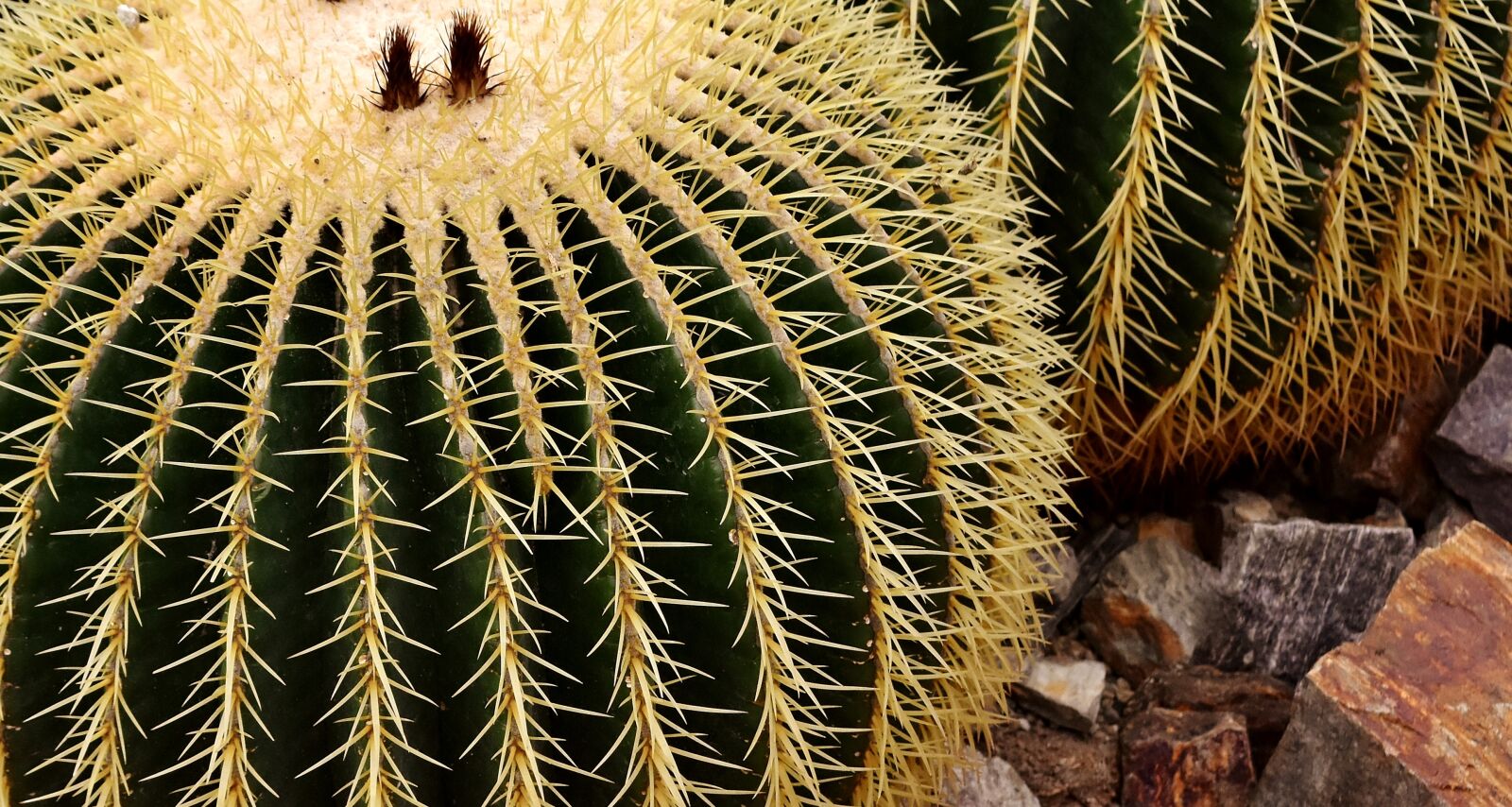 Nikon D7200 sample photo. Echinocactus, mexico, rip photography