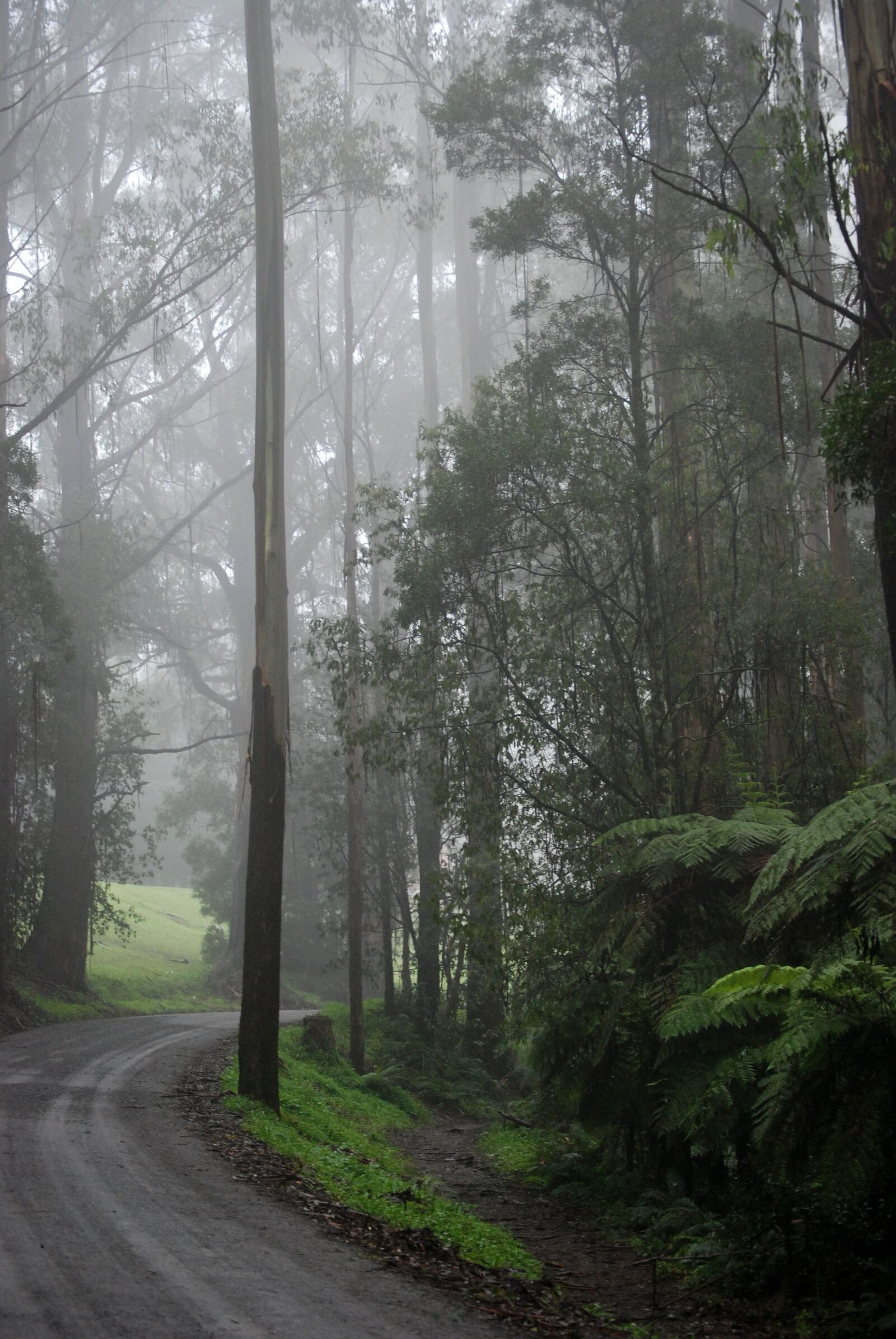 Nikon D80 sample photo. Forest, woodland, fog photography