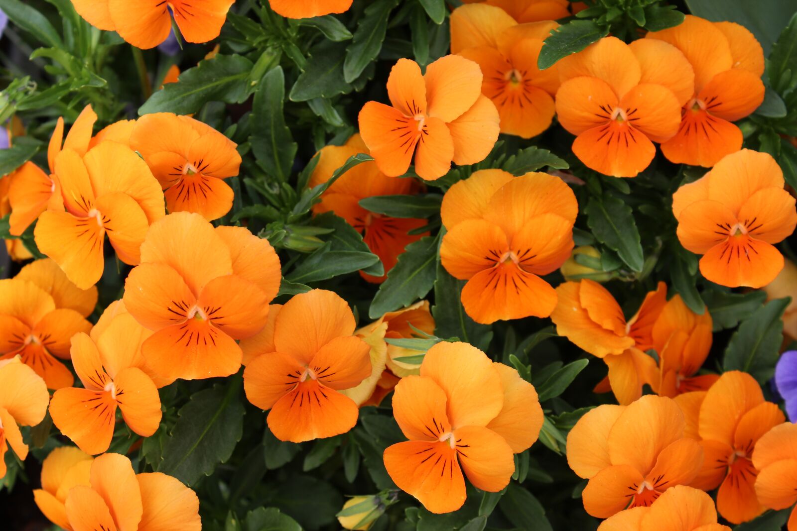 Canon EOS 600D (Rebel EOS T3i / EOS Kiss X5) sample photo. Nasturtium, flowers, carbine greenhouse photography