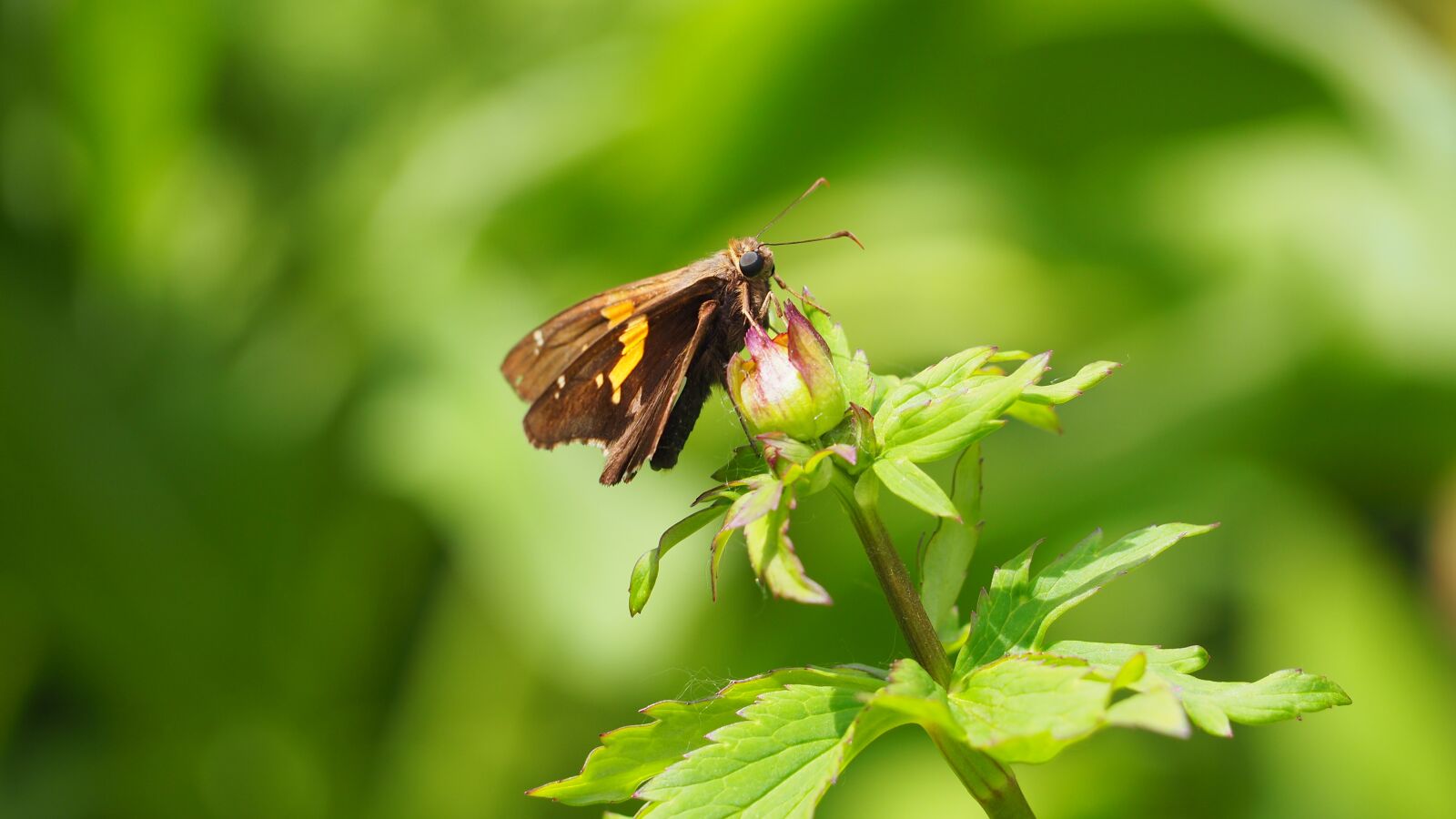 Olympus OM-D E-M10 II sample photo. Butterfly, plant, animal photography