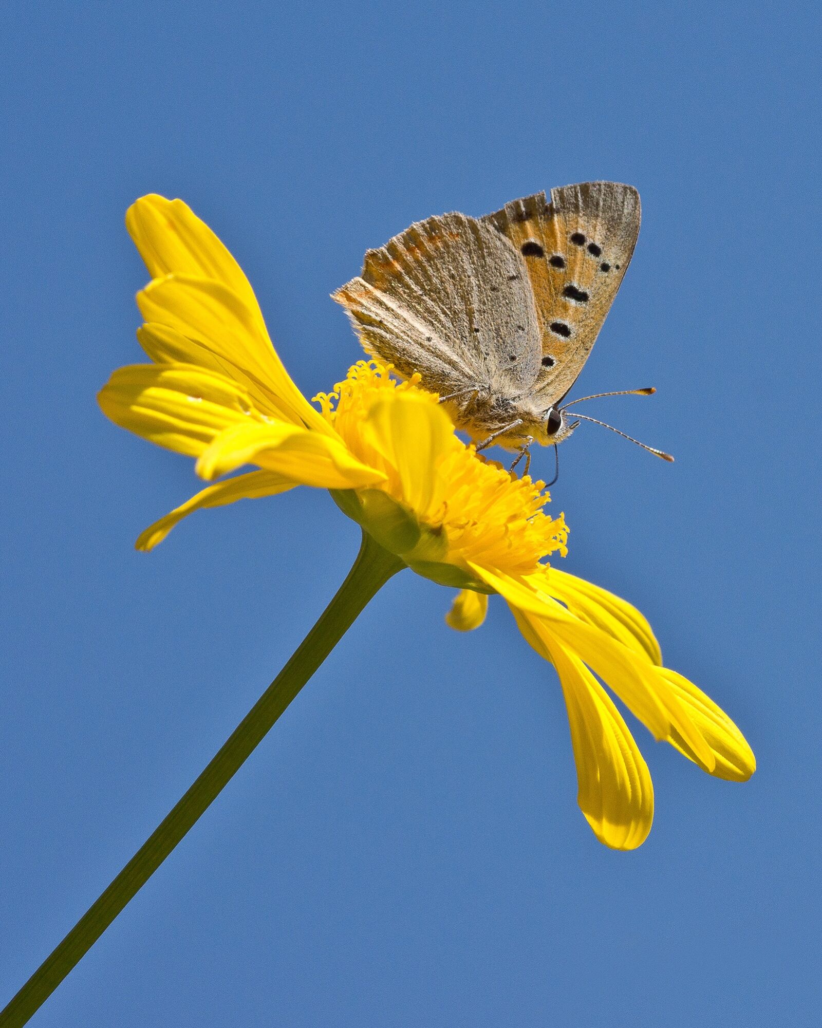 Sony SLT-A77 sample photo. Fire falter, butterfly, butterflies photography