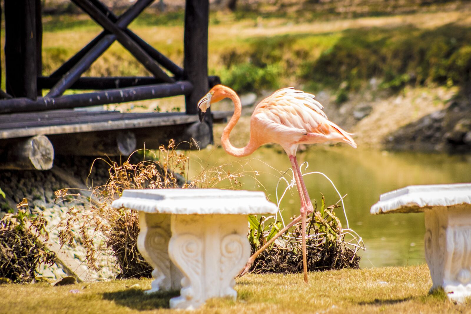 Canon EOS 1300D (EOS Rebel T6 / EOS Kiss X80) sample photo. Flamingo, nature, colombia photography