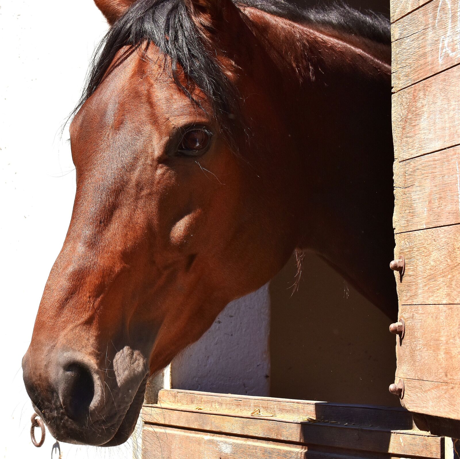Nikon D7200 sample photo. Horse, brown, stall photography