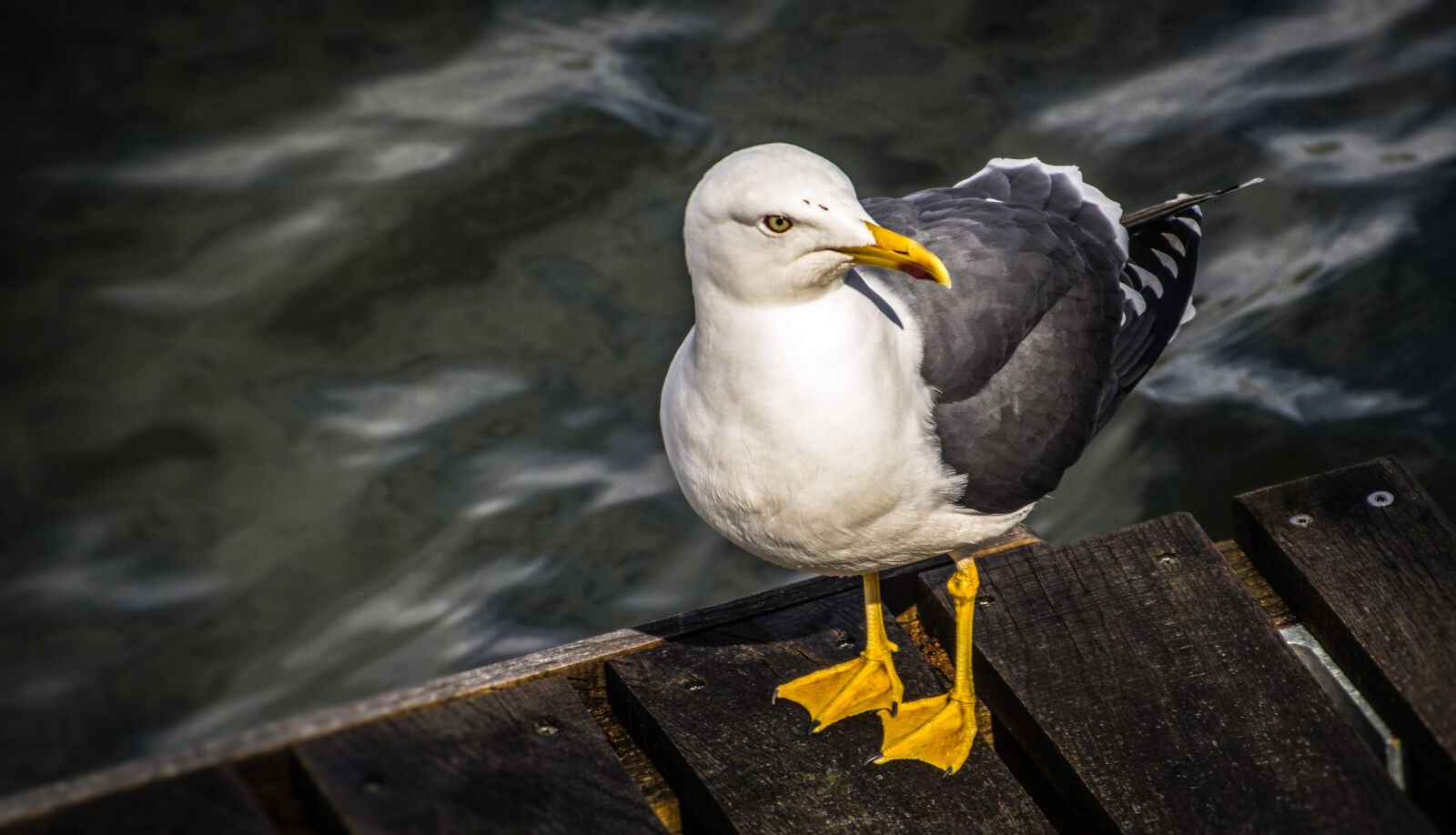 Nikon D3200 sample photo. Bird, seagull, gull photography