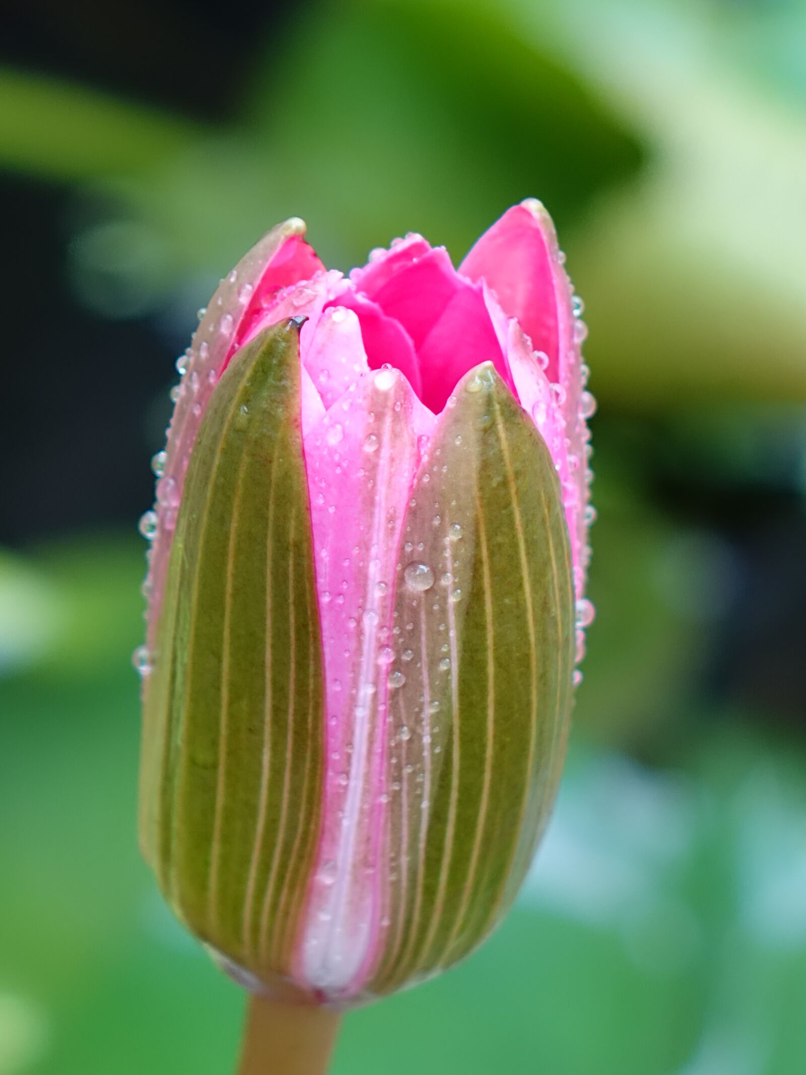 Sony Cyber-shot DSC-RX10 sample photo. Lotus, pink, bud photography