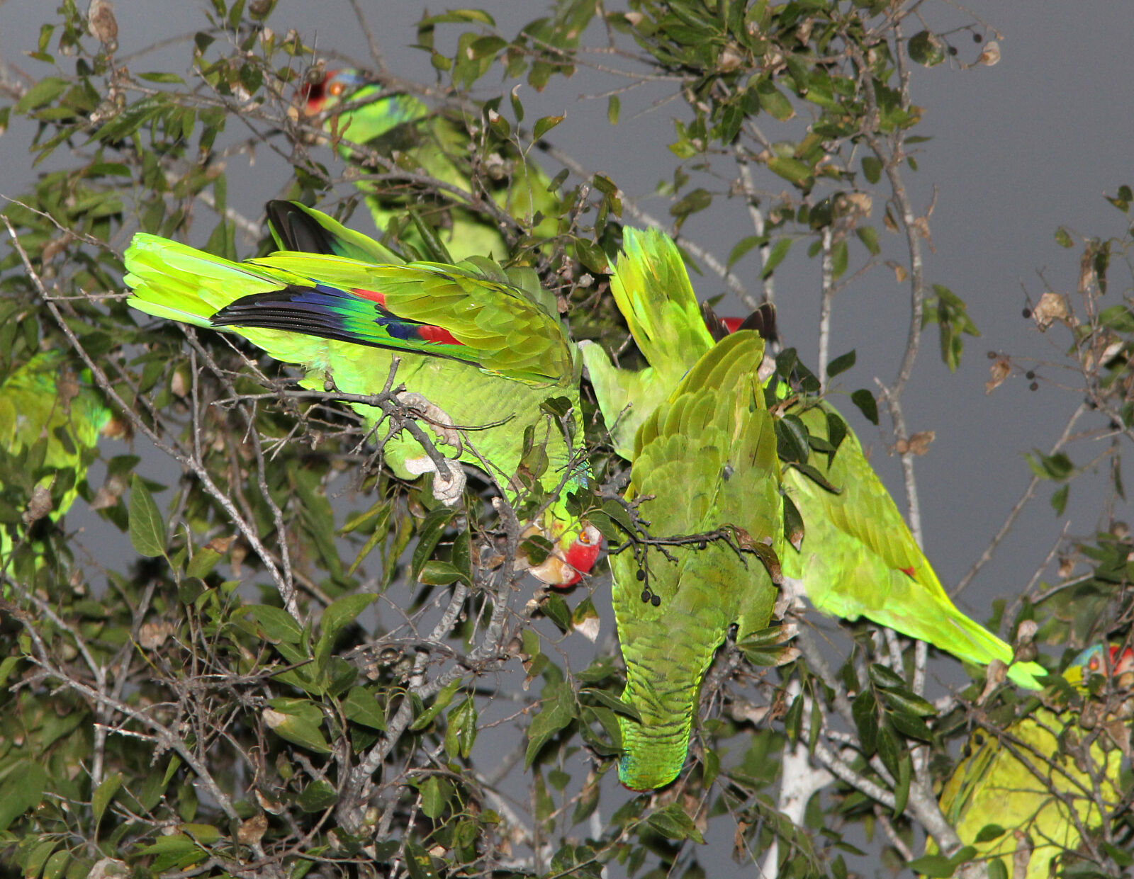 Canon EF 300mm F4L IS USM sample photo