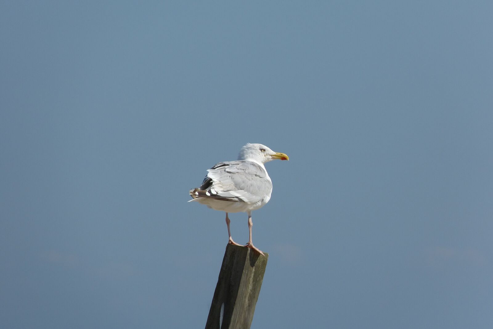 Panasonic Lumix DMC-FZ150 sample photo. Baltic sea, gull, view photography