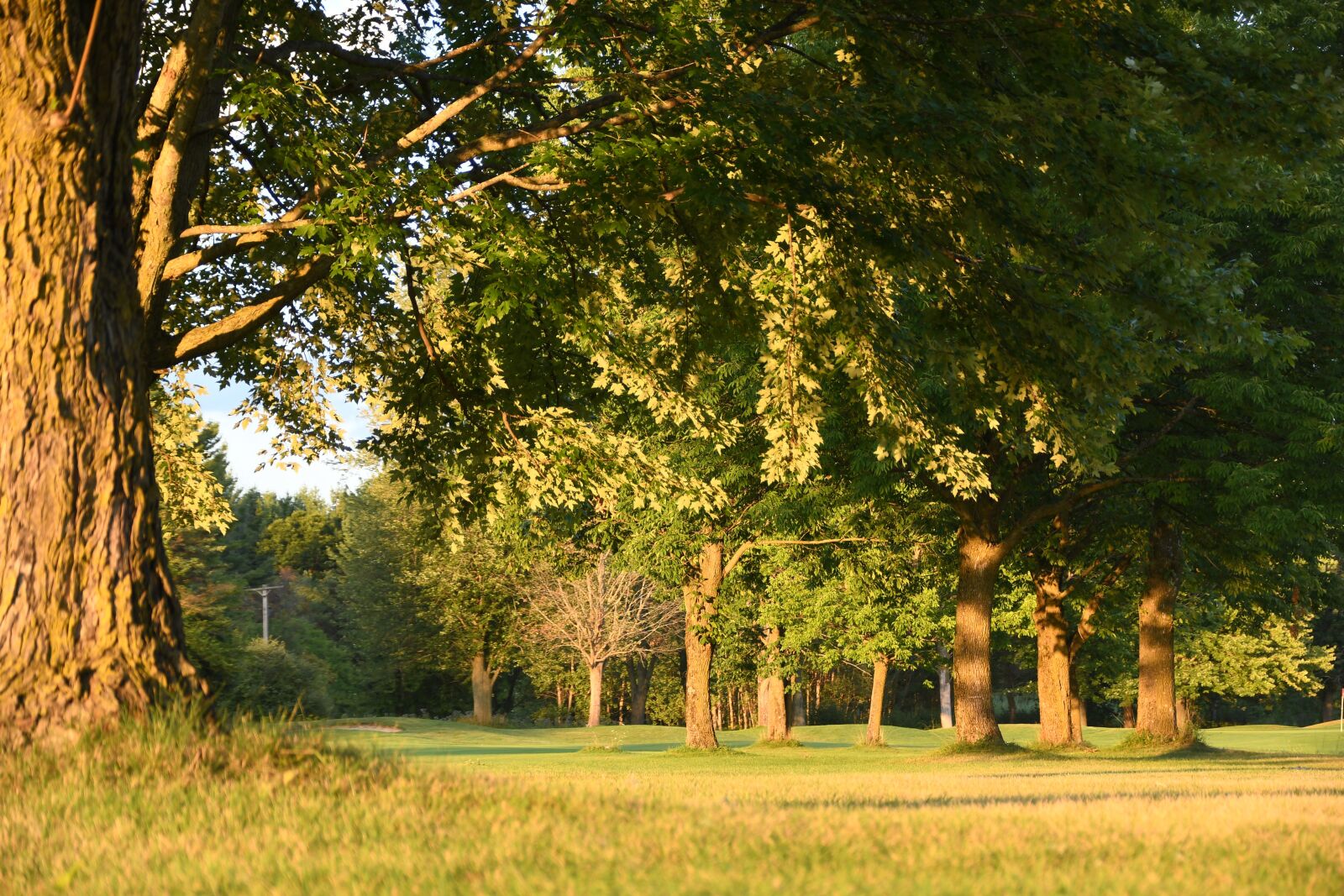 Nikon D7500 sample photo. Outdoors, trees, nature photography