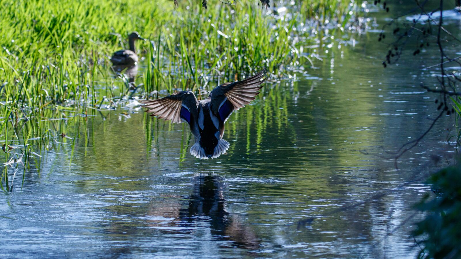 150-600mm F5-6.3 DG OS HSM | Contemporary 015 sample photo. Mallard, bach, water photography