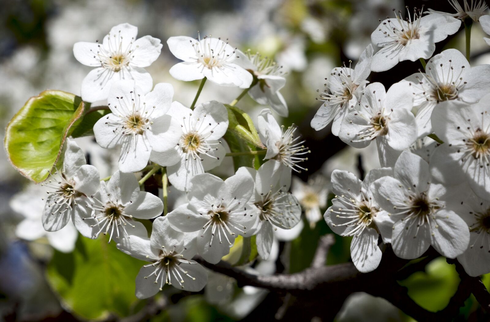 Canon EOS 6D sample photo. Flowers, white, nature photography