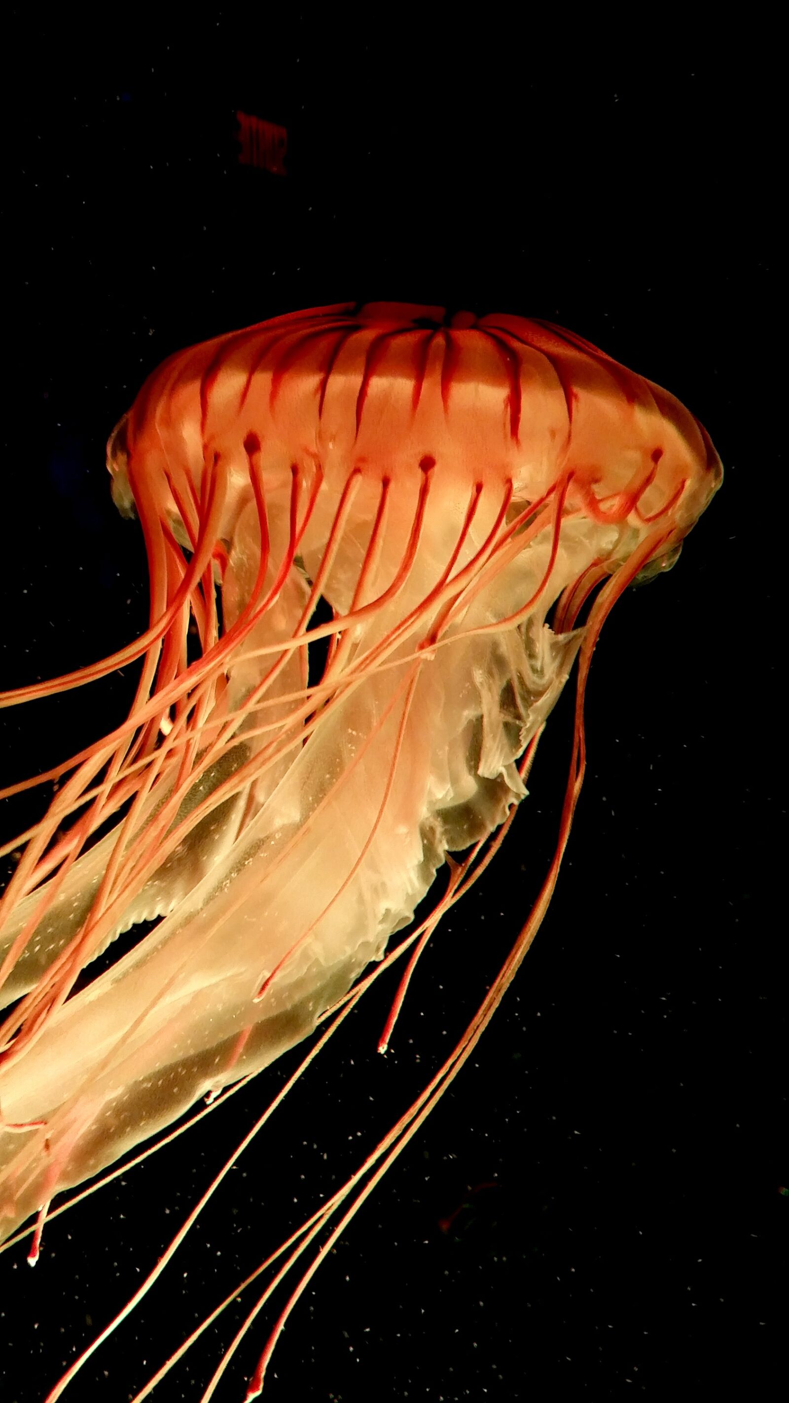 Samsung Galaxy S5 sample photo. Jellyfish, tentacles, salt water photography