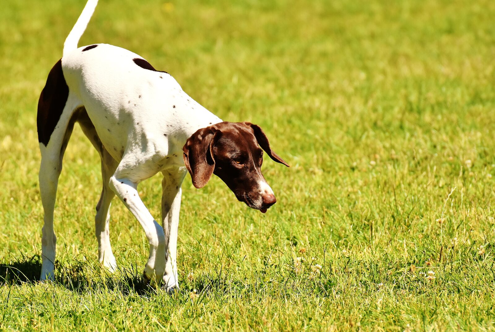 Nikon D7200 sample photo. Dog, play, meadow photography