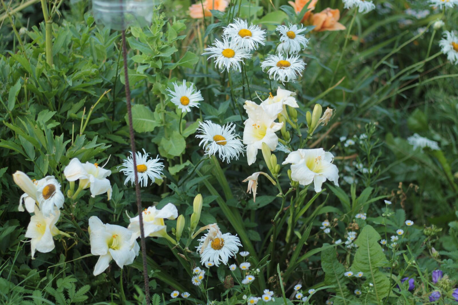 Canon EOS 1100D (EOS Rebel T3 / EOS Kiss X50) + Canon EF 50mm F1.8 II sample photo. Flowers, chamomile, garden photography