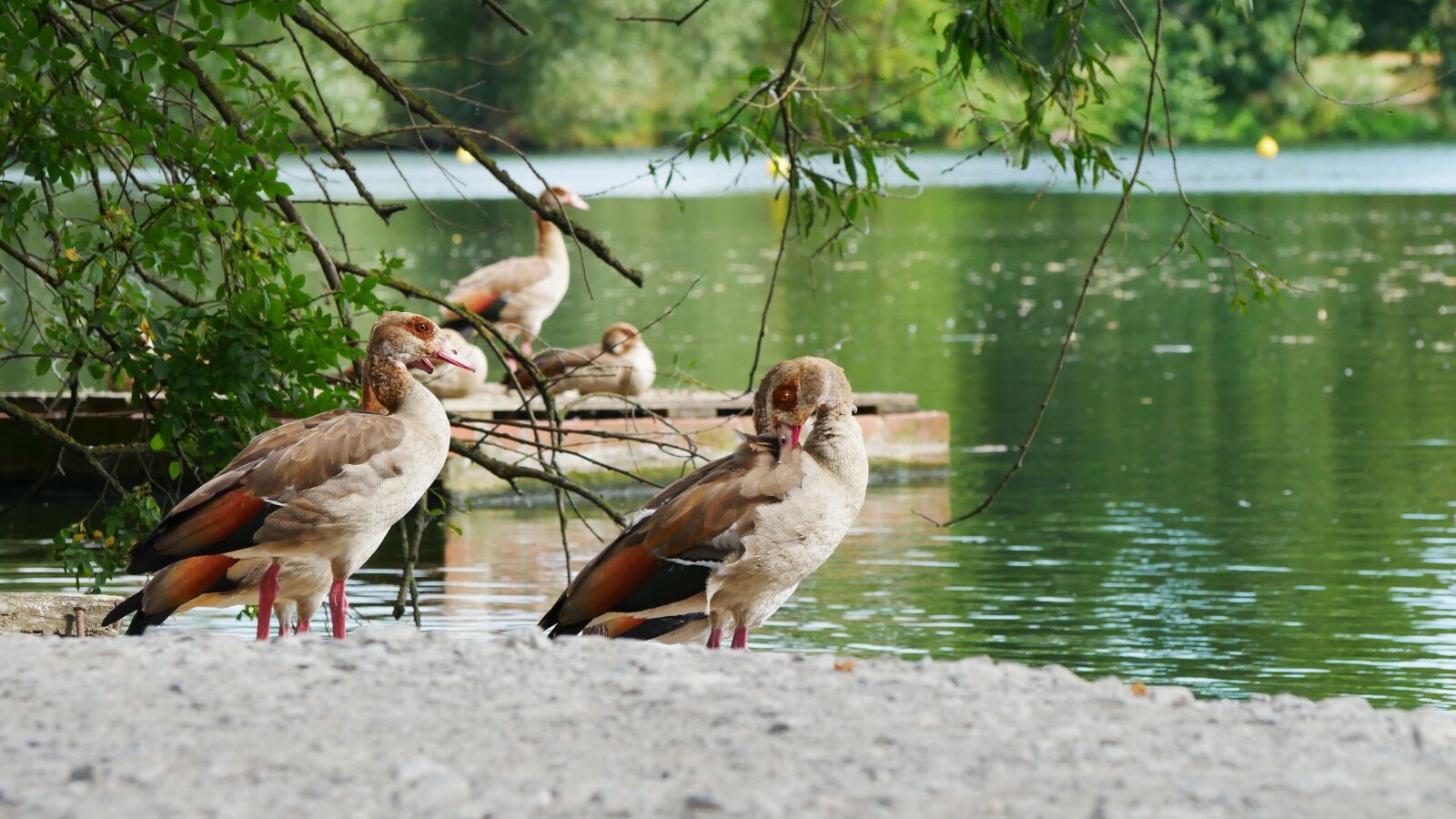 Panasonic Lumix DMC-GX85 (Lumix DMC-GX80 / Lumix DMC-GX7 Mark II) sample photo. Geese, boy, waterfowl photography