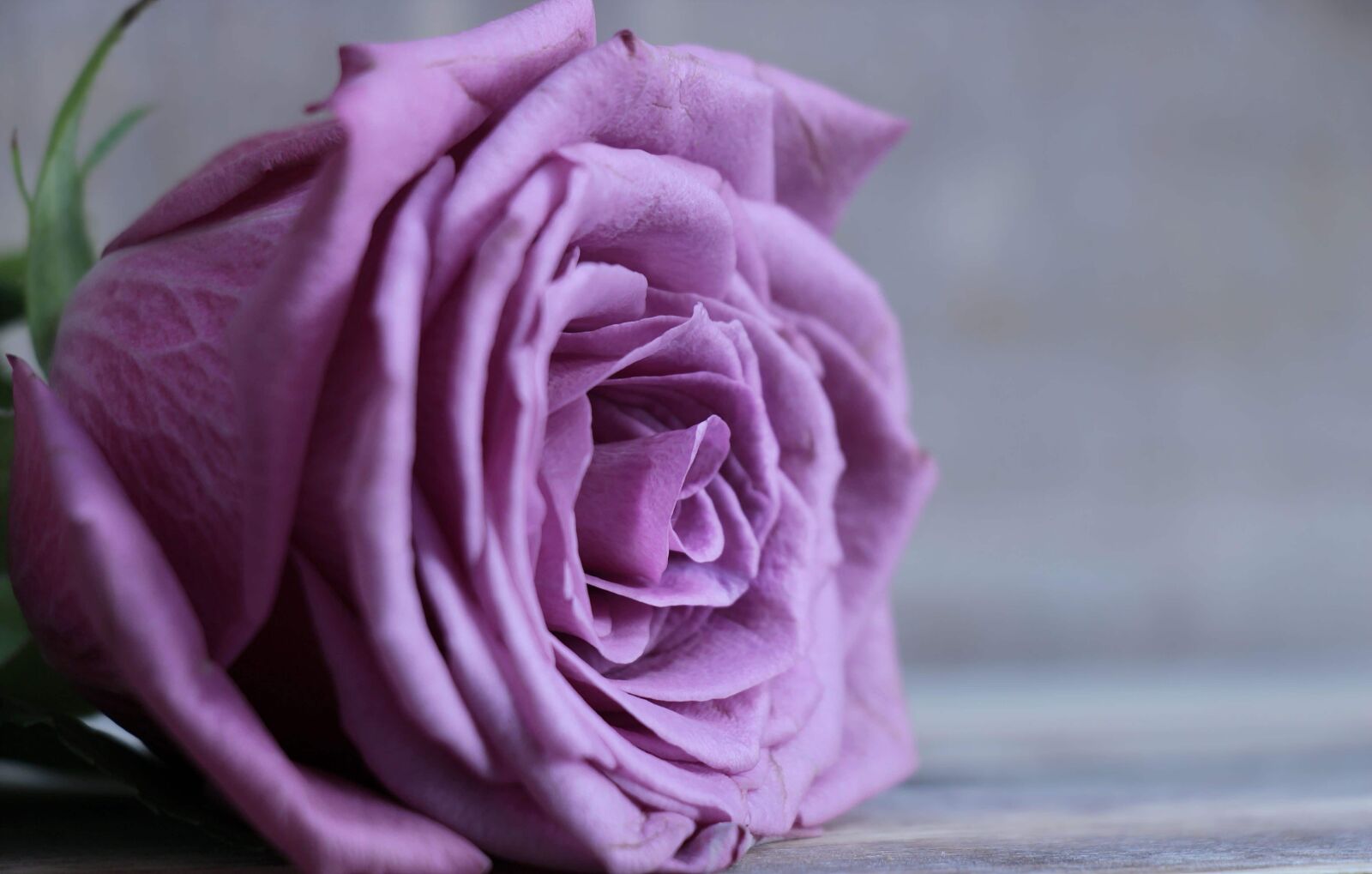 Canon EOS 100D (EOS Rebel SL1 / EOS Kiss X7) sample photo. Rose, nature, flower, petal photography