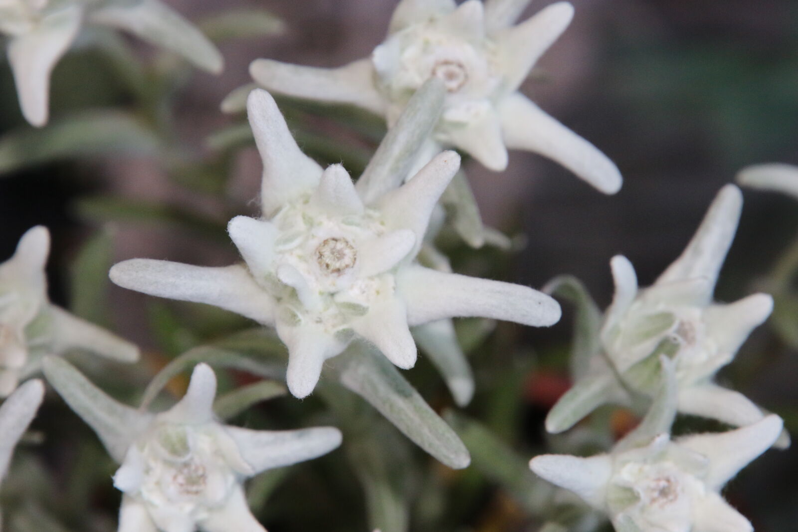 Canon EOS 7D Mark II sample photo. Alps, edelweiss, garden, german photography