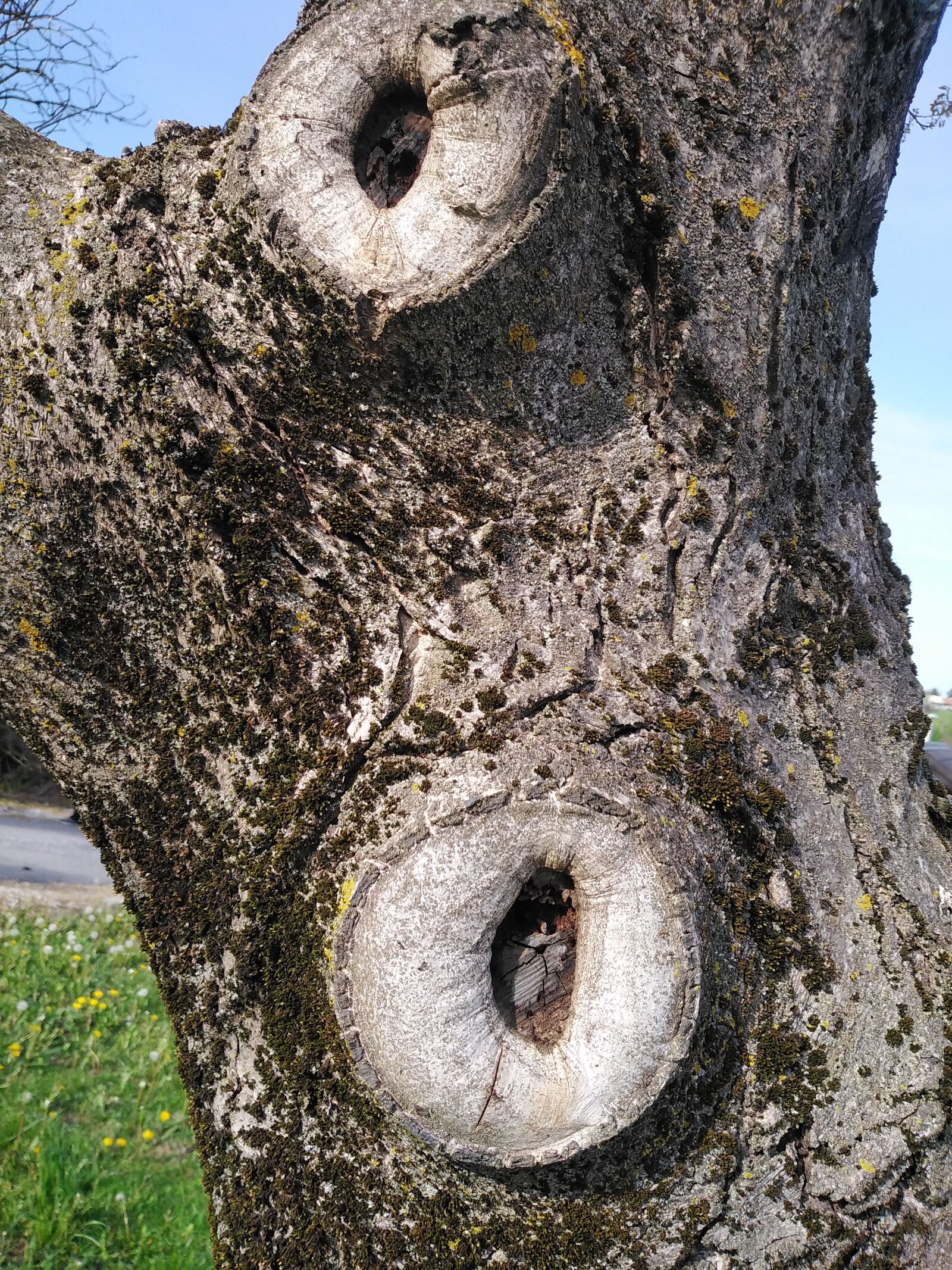 HUAWEI DUB-LX1 sample photo. Tree, nature, old photography