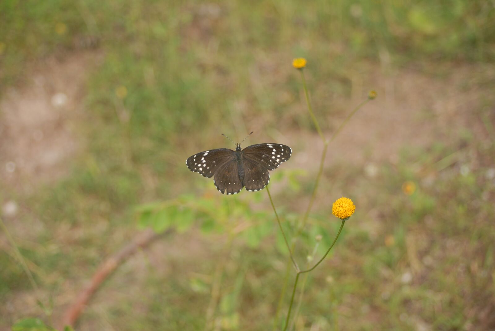 Nikon D200 sample photo. Butterfly regional, insect, flying photography