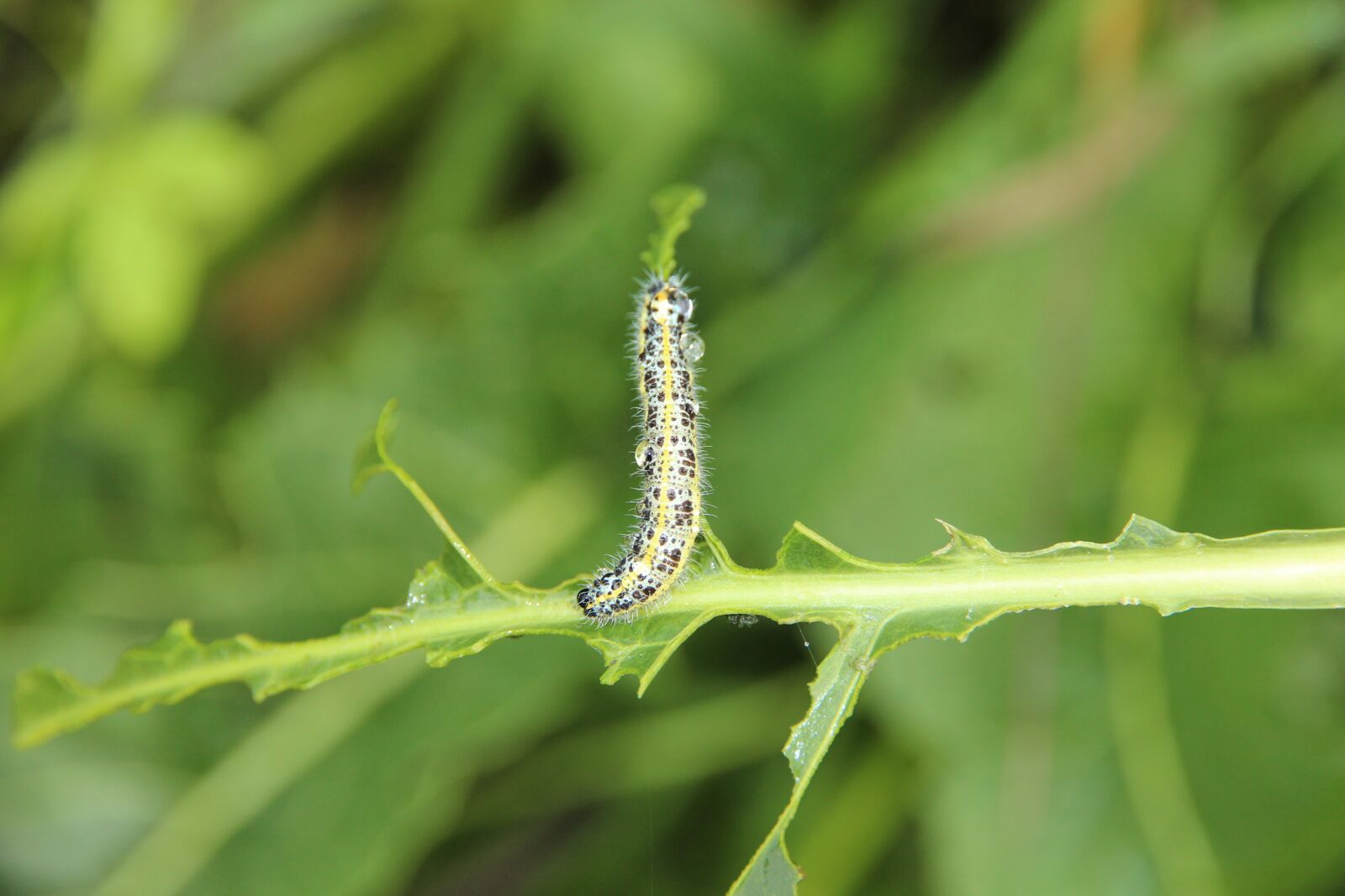 Canon EF-S 15-85mm F3.5-5.6 IS USM sample photo. Caterpillar, drops, rosa photography