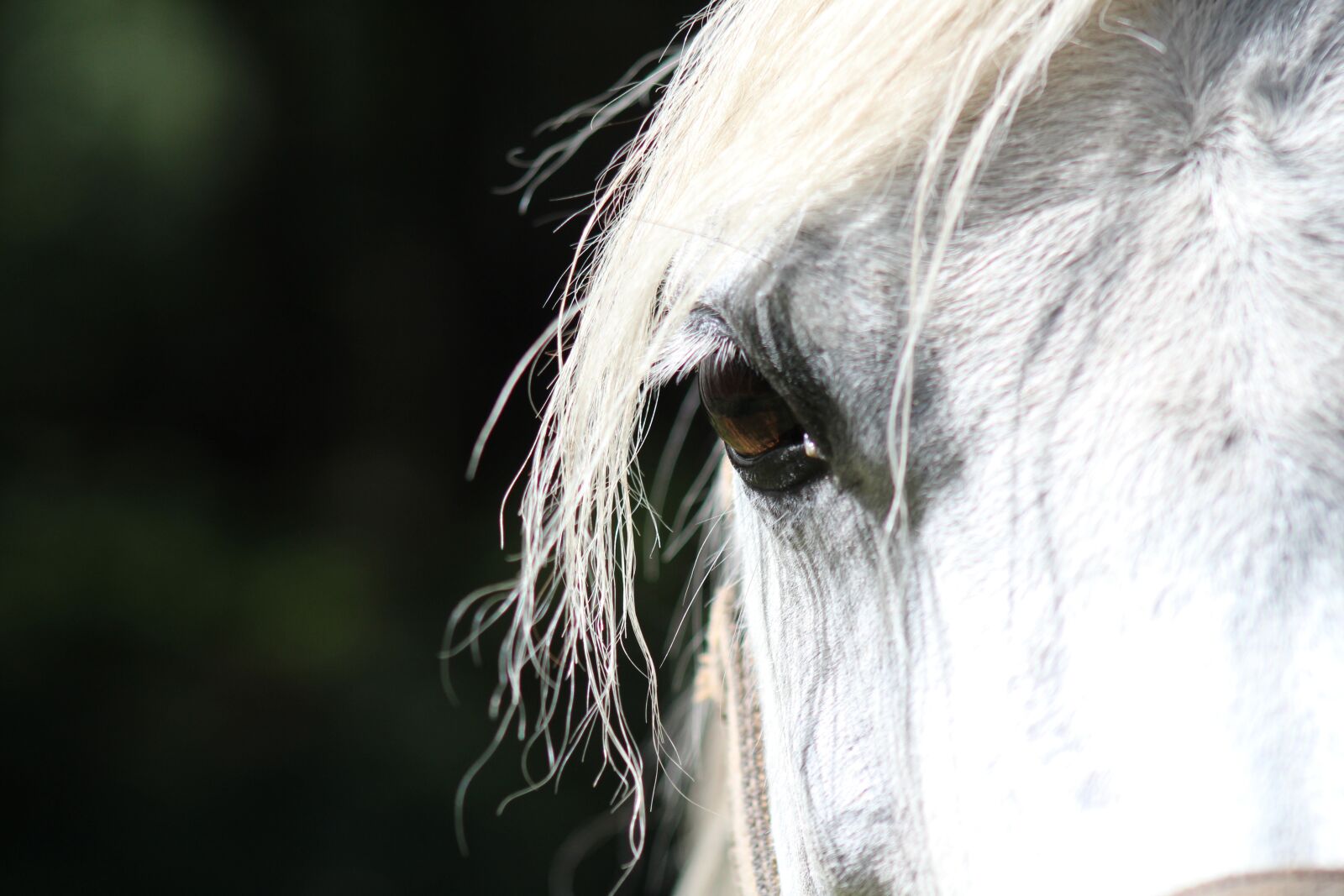 Canon EOS 1300D (EOS Rebel T6 / EOS Kiss X80) + Canon EF 75-300mm f/4-5.6 sample photo. Horse, eye, paardenoog photography