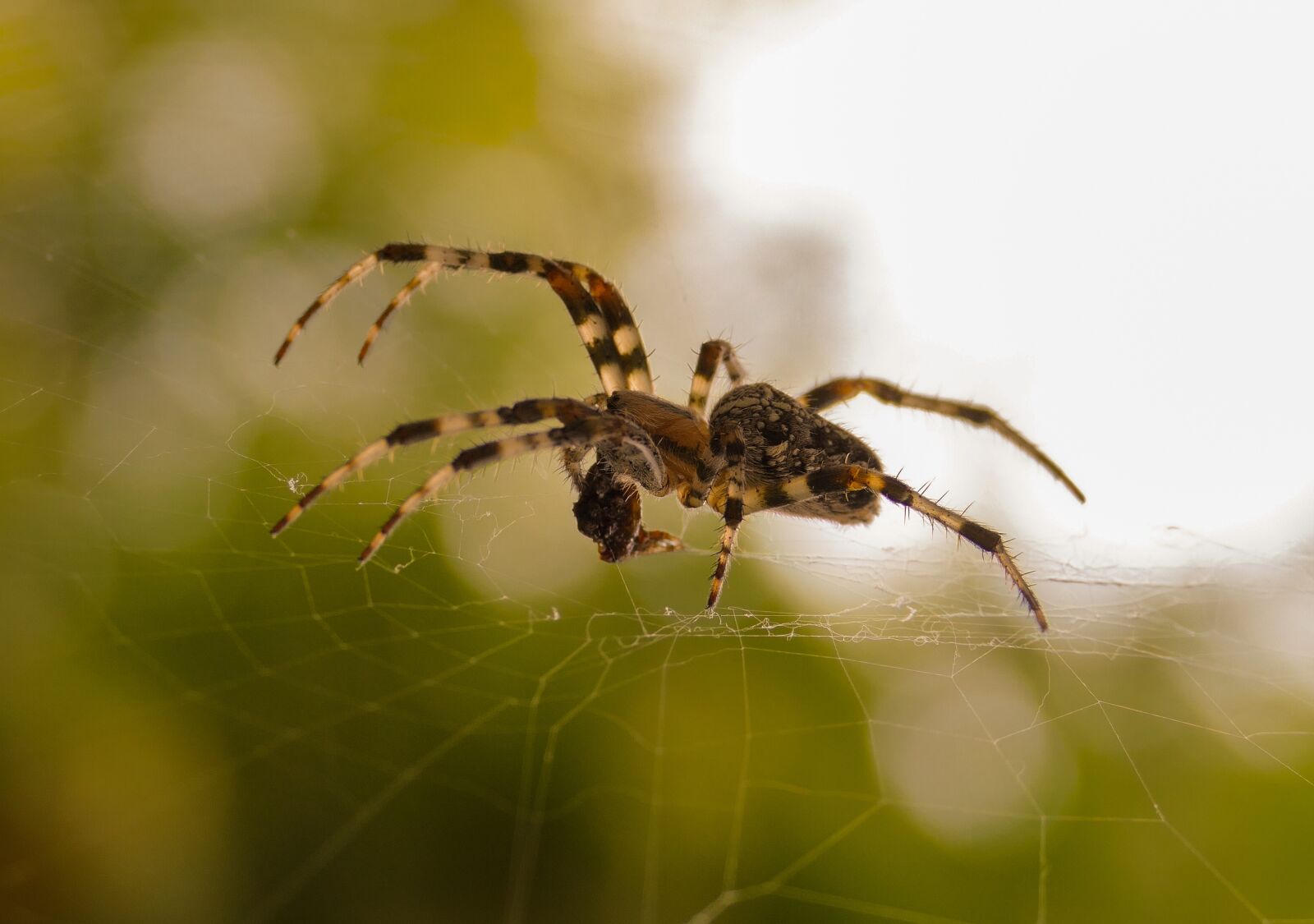 Panasonic Lumix DMC-FZ1000 sample photo. Spider, web, cobweb photography