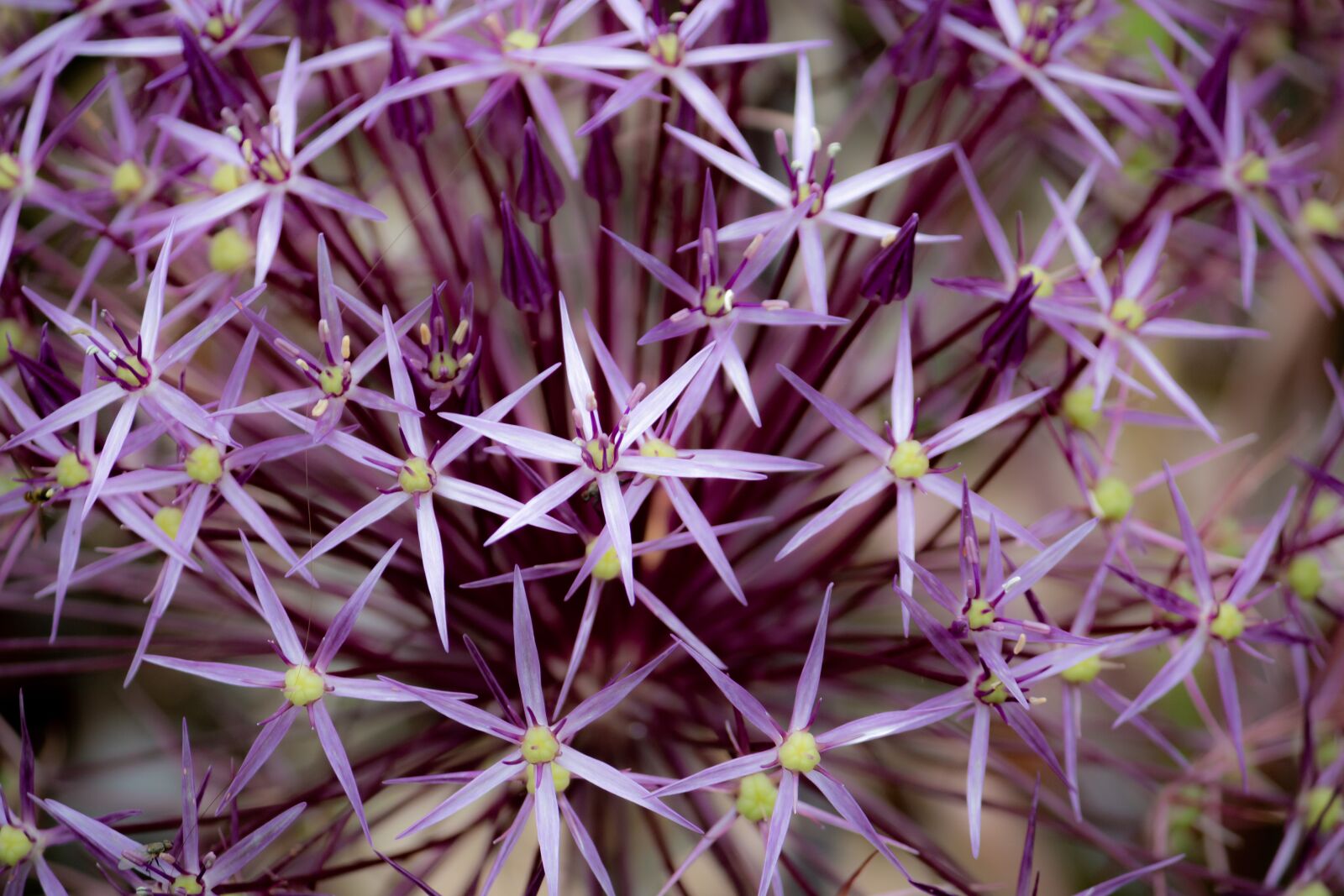 Canon EF-S 55-250mm F4-5.6 IS sample photo. Flower, purple, bloom photography