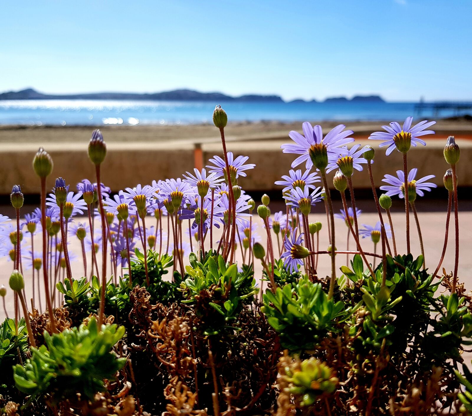 Samsung Galaxy S8 sample photo. Flowers, beach, sea photography
