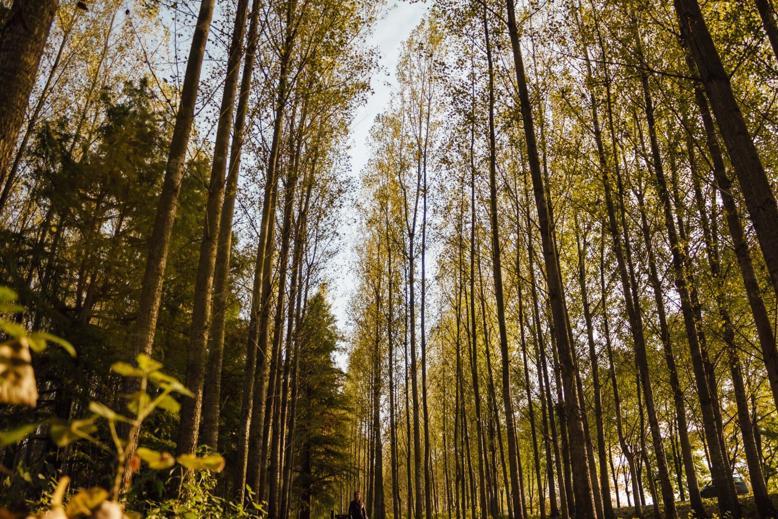 Canon EF-S 18-55mm F3.5-5.6 IS sample photo. Perspective, trees, forest path photography