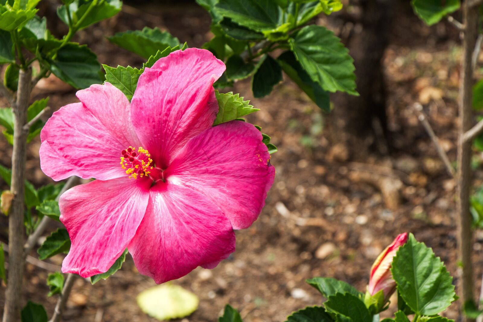 Canon EOS 650D (EOS Rebel T4i / EOS Kiss X6i) sample photo. Hawaii, flower, closeup photography