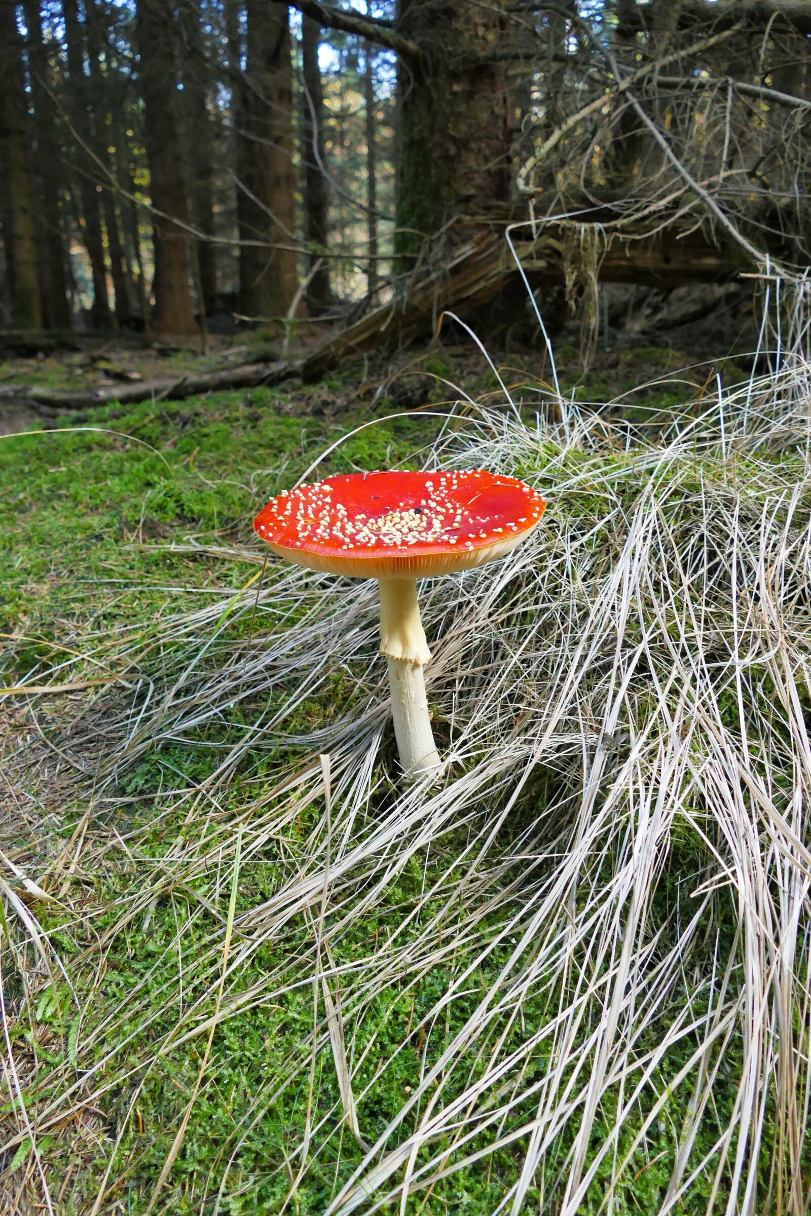 Panasonic Lumix DMC-FZ1000 sample photo. Fly agaric, red, nature photography