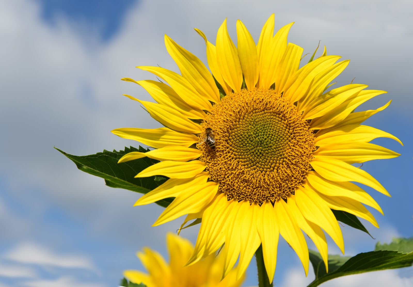 Nikon D750 sample photo. Sunflower, sunflower field, sky photography