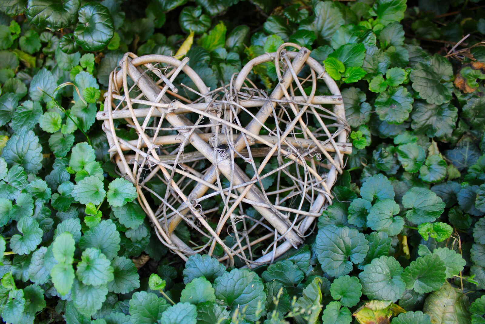 Canon EOS 2000D (EOS Rebel T7 / EOS Kiss X90 / EOS 1500D) sample photo. Heart, wood, love photography