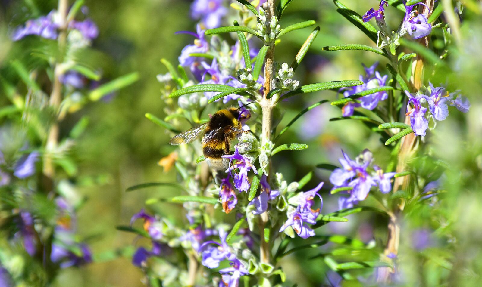 Nikon D7200 sample photo. Flower, plant, nature photography