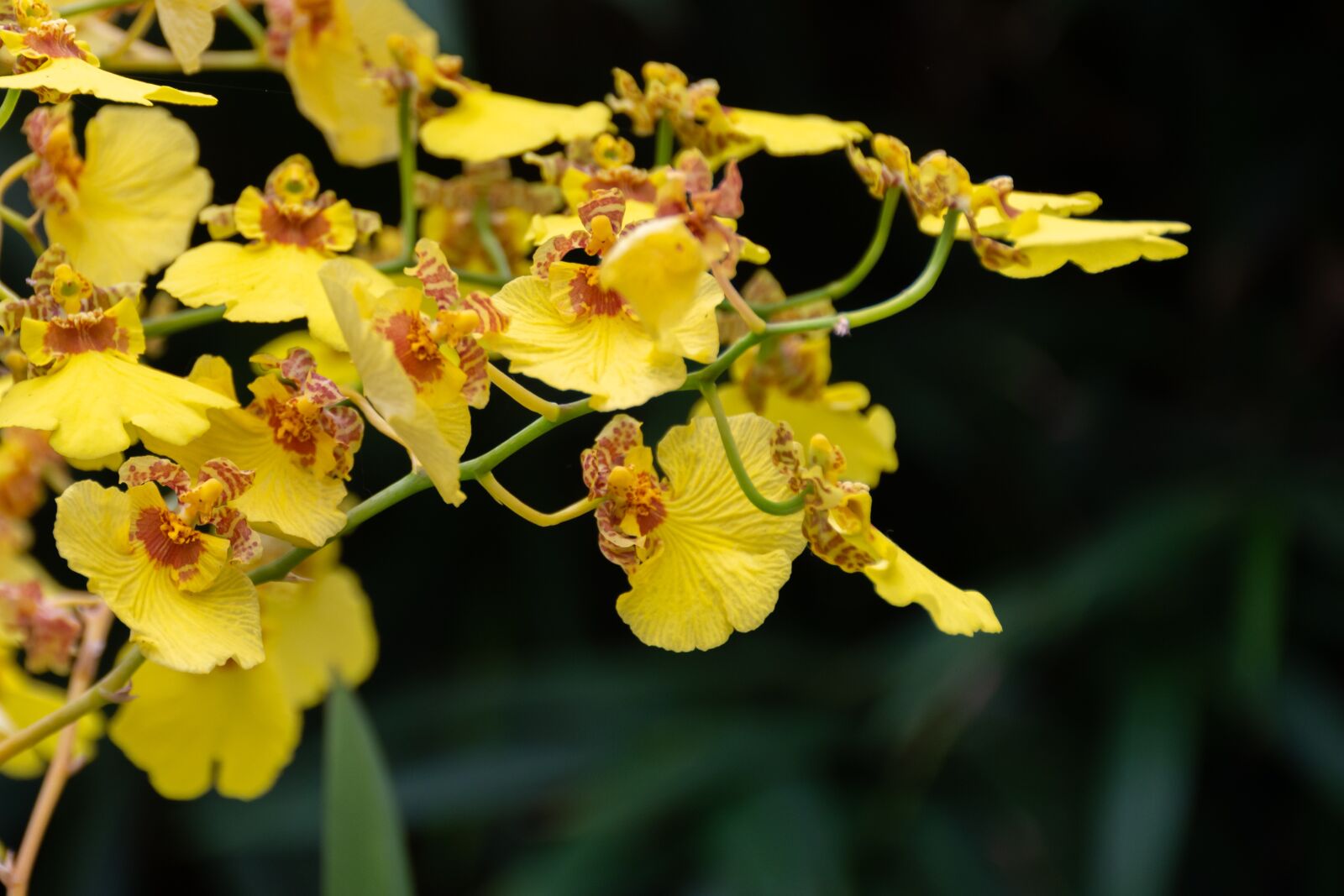 Nikon D7200 sample photo. Orchid, flowers, flora photography