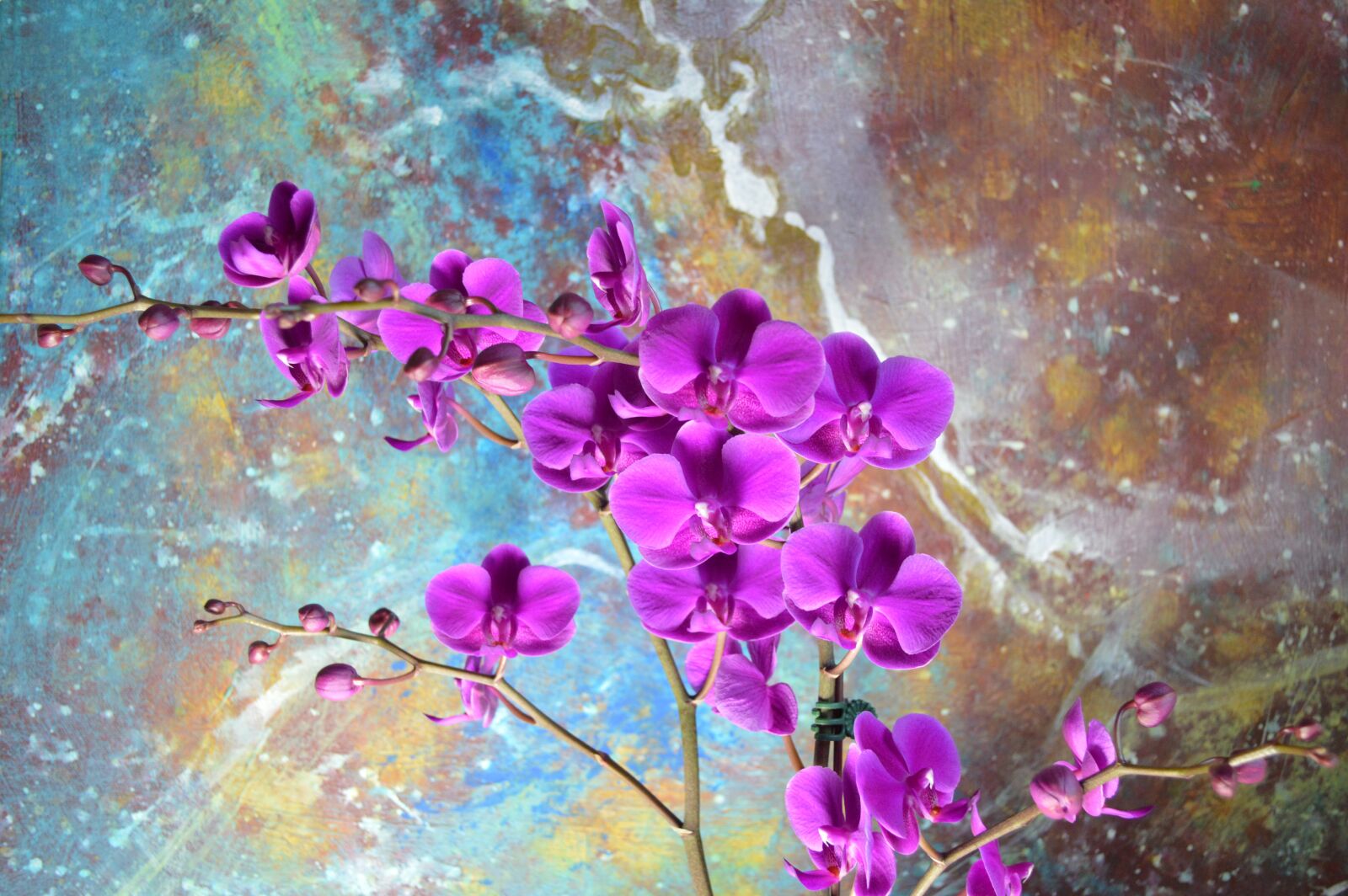 Nikon D3200 sample photo. Orchid, magenta, art photography