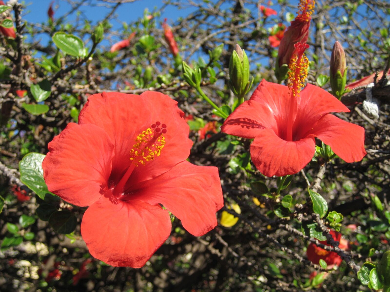 Canon DIGITAL IXUS 75 sample photo. Madeira, mallow, flower photography