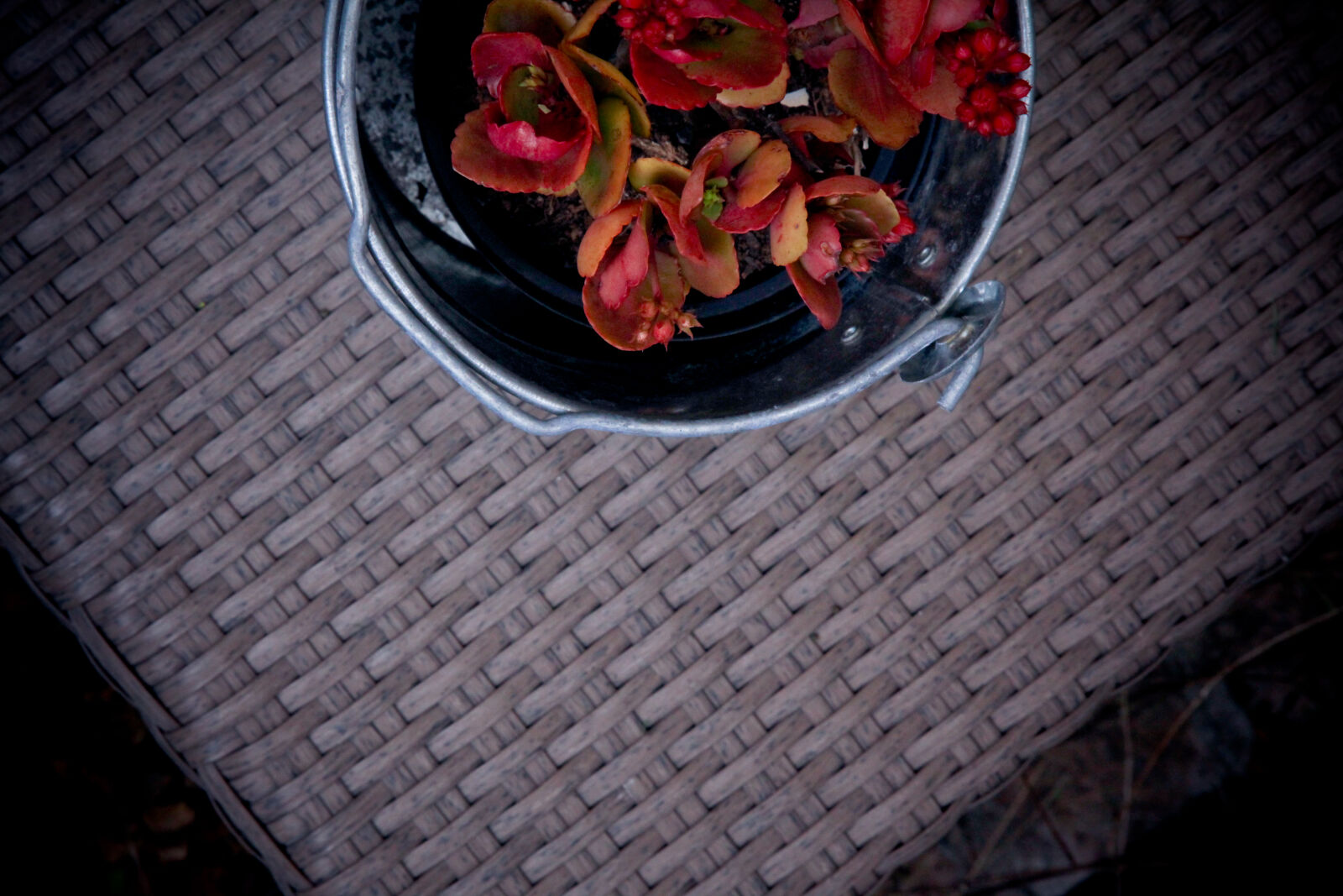 Canon EOS 5D Mark II sample photo. Bucket, garden, plant, red photography