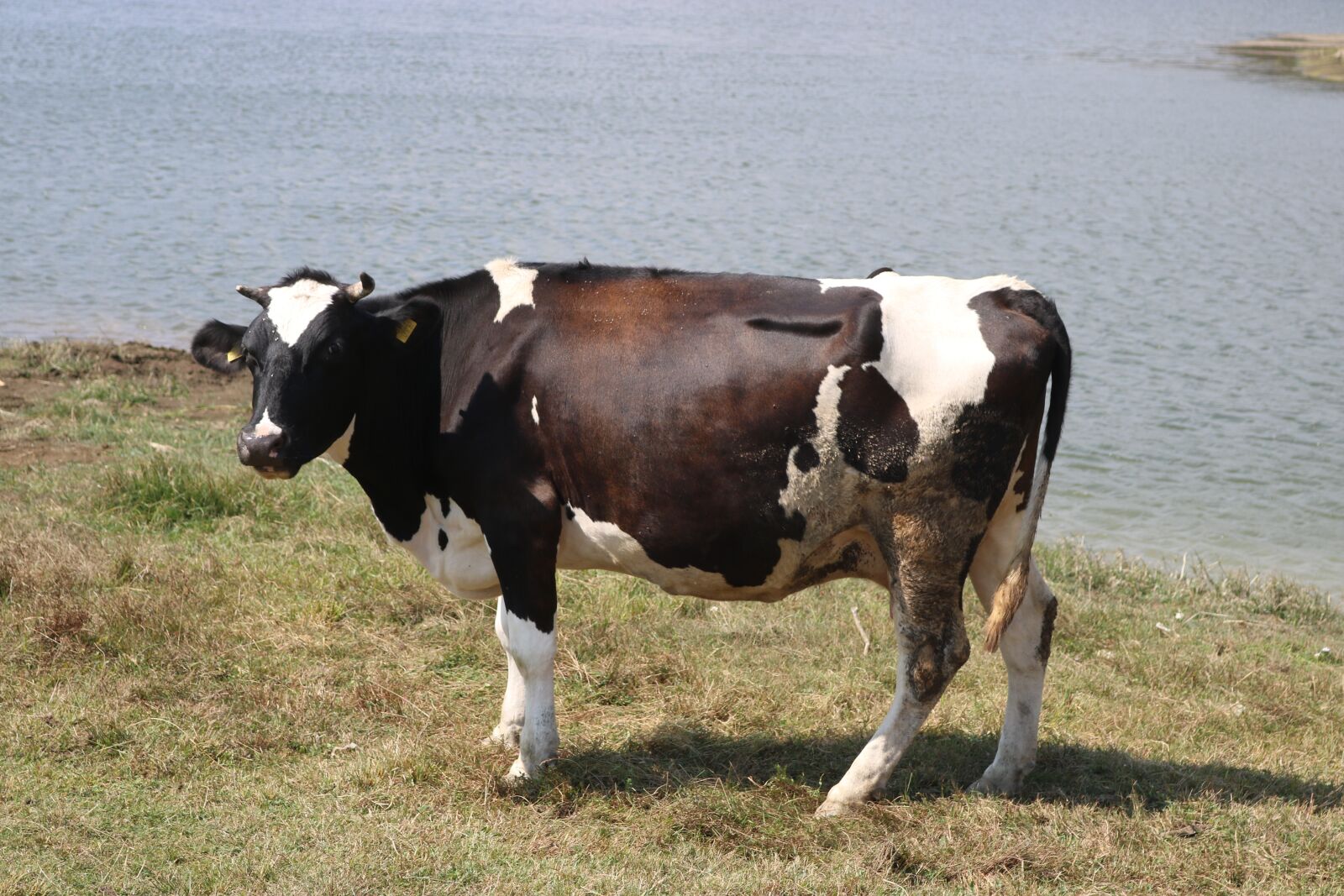 Canon EOS 750D (EOS Rebel T6i / EOS Kiss X8i) sample photo. Cow, highland, lake photography