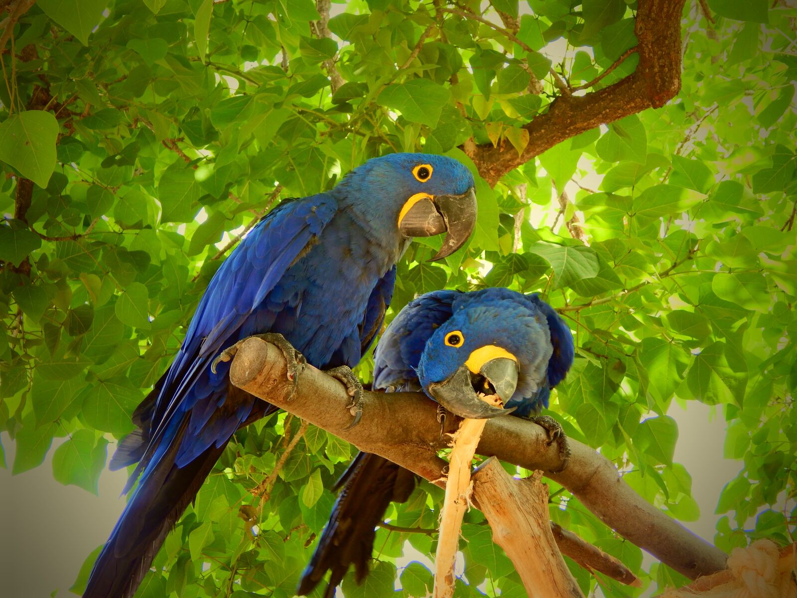 Nikon Coolpix L830 sample photo. Parrot, blue, bird photography