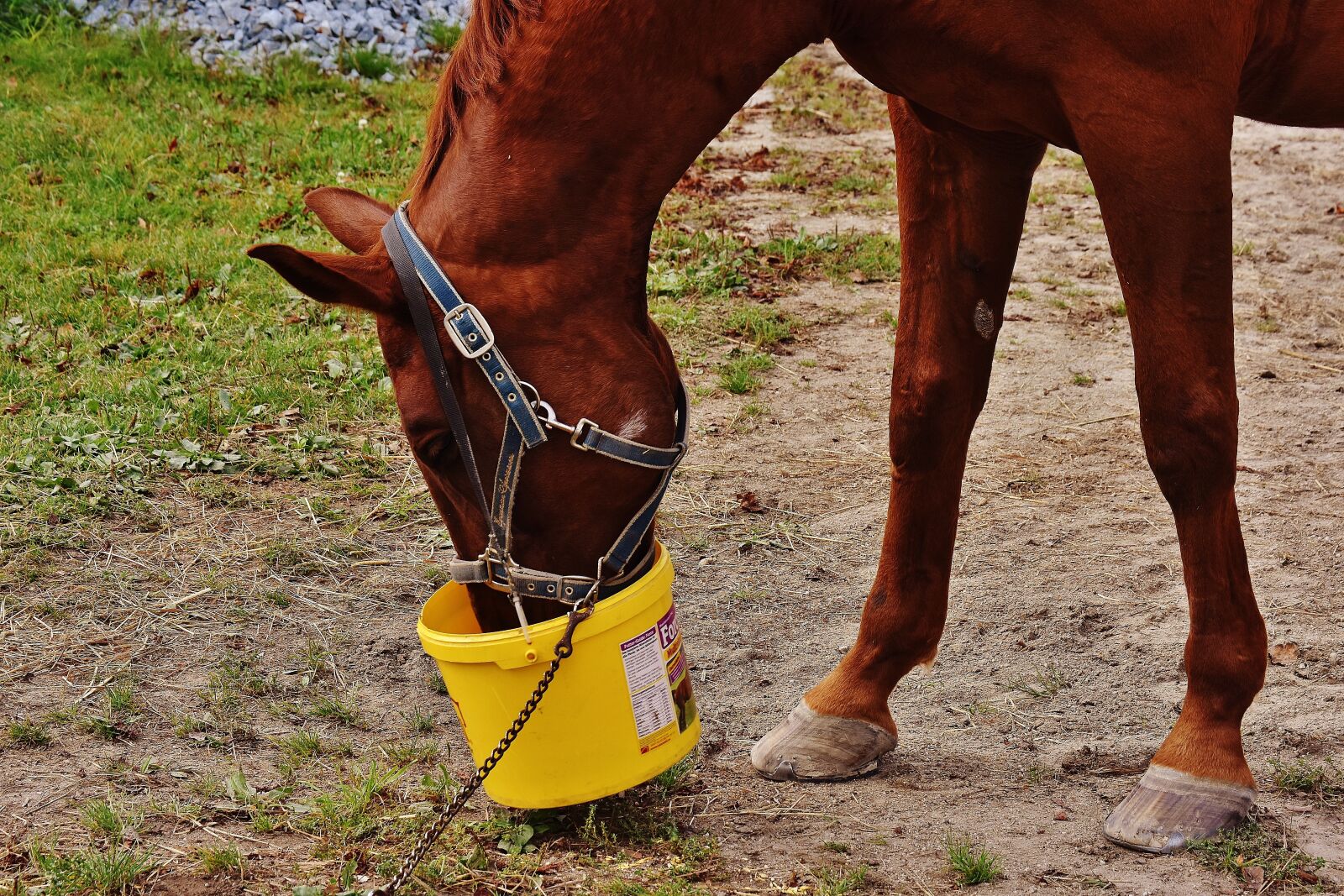 Nikon D7200 sample photo. Horse, eat, satisfied photography