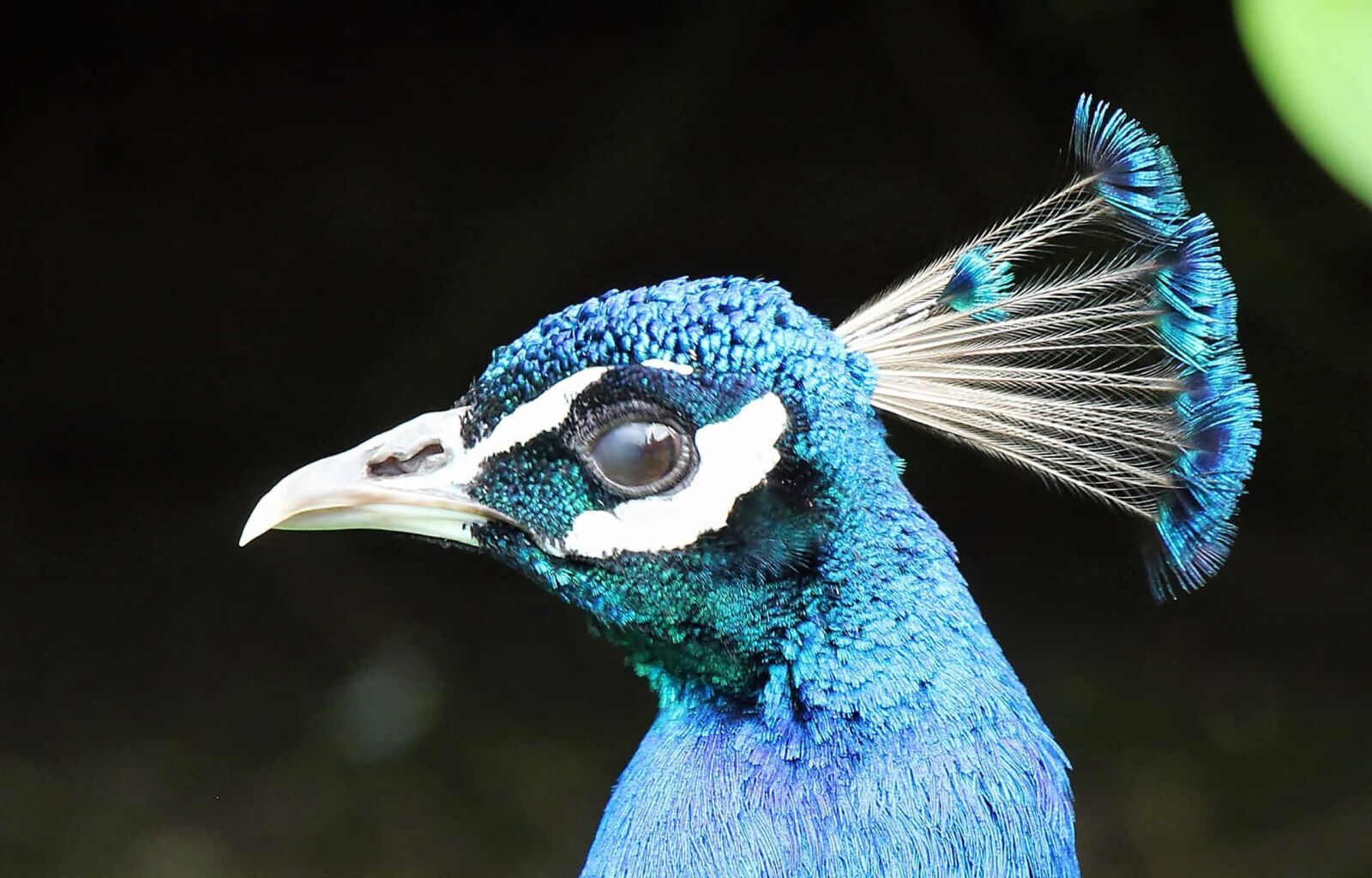 Canon EOS 550D (EOS Rebel T2i / EOS Kiss X4) sample photo. Peacock bird, beak, feather photography