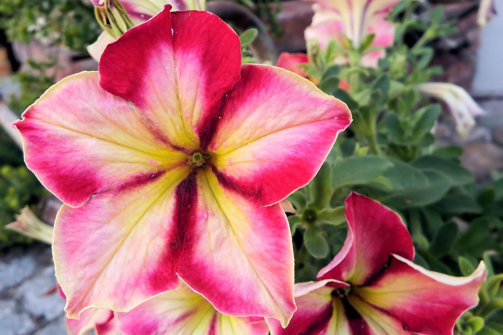 Fujifilm FinePix SL1000 sample photo. Petunia, flowers, garden petunia photography