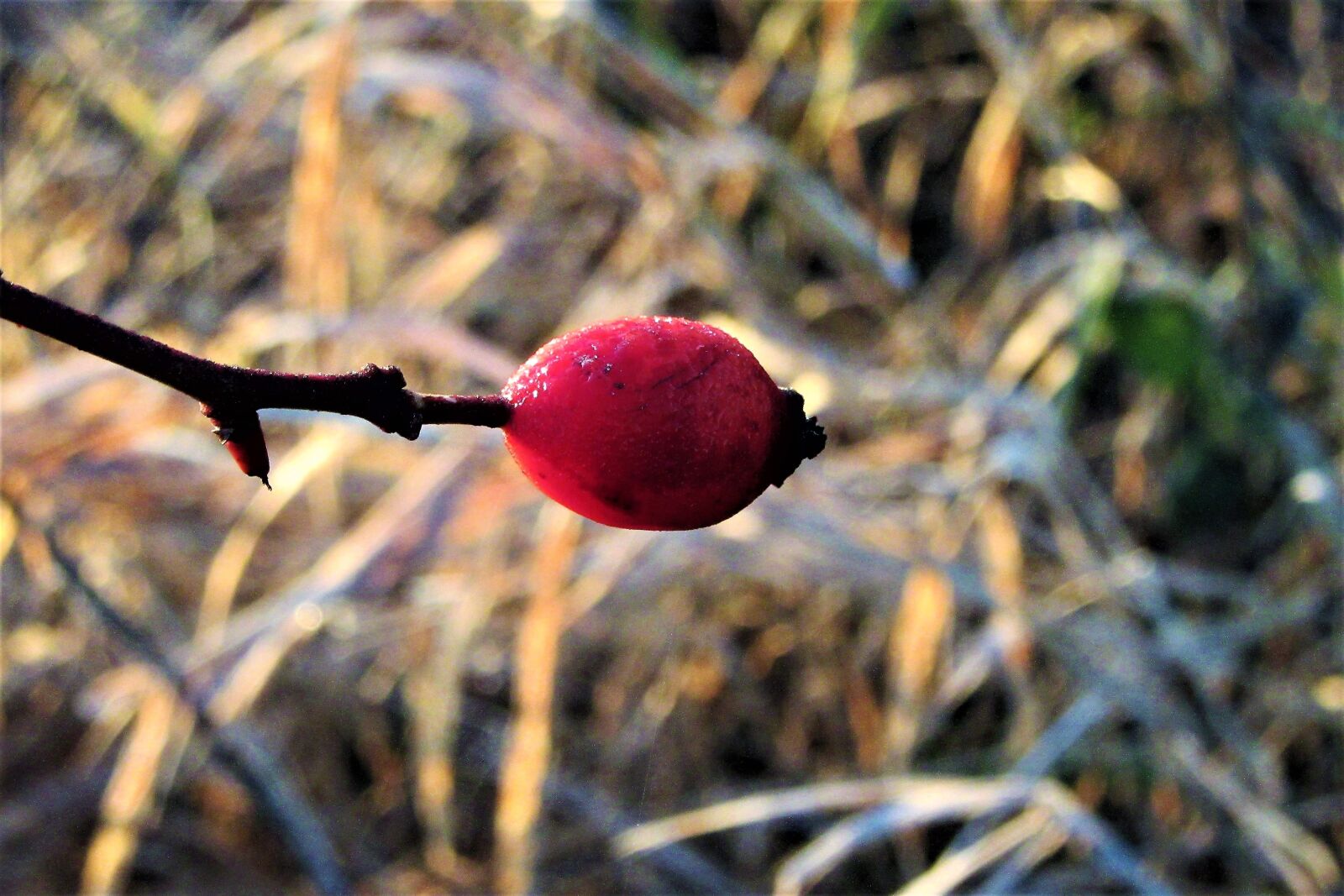 Canon PowerShot SX610 HS sample photo. Berry, red, sprig photography