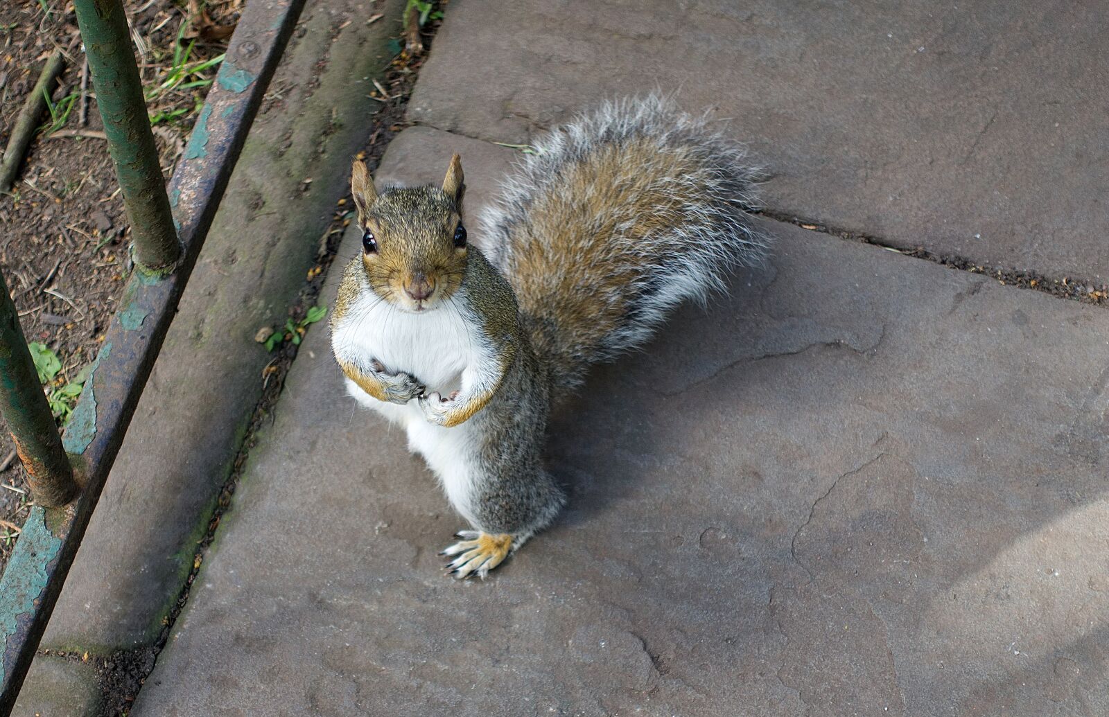 Sony DSC-RX100M5 sample photo. Squirrel, gray, innocent photography