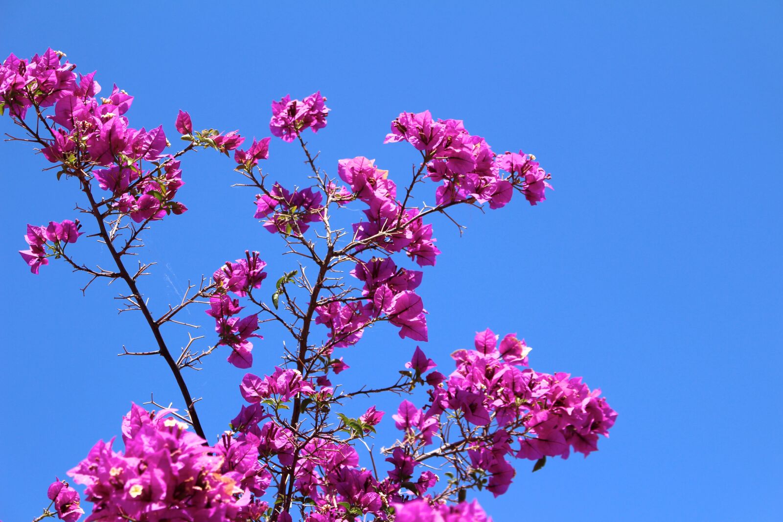 Canon EOS 100D (EOS Rebel SL1 / EOS Kiss X7) sample photo. Greece, flowering shrub, air photography