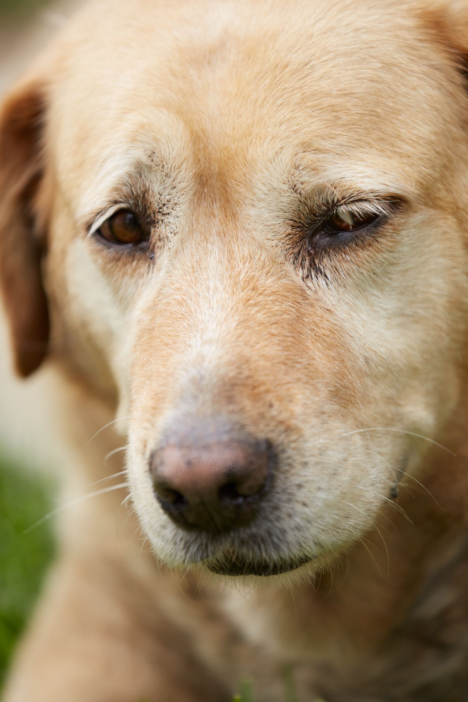 Canon EOS 5D Mark III sample photo. Dog, cute, nose photography